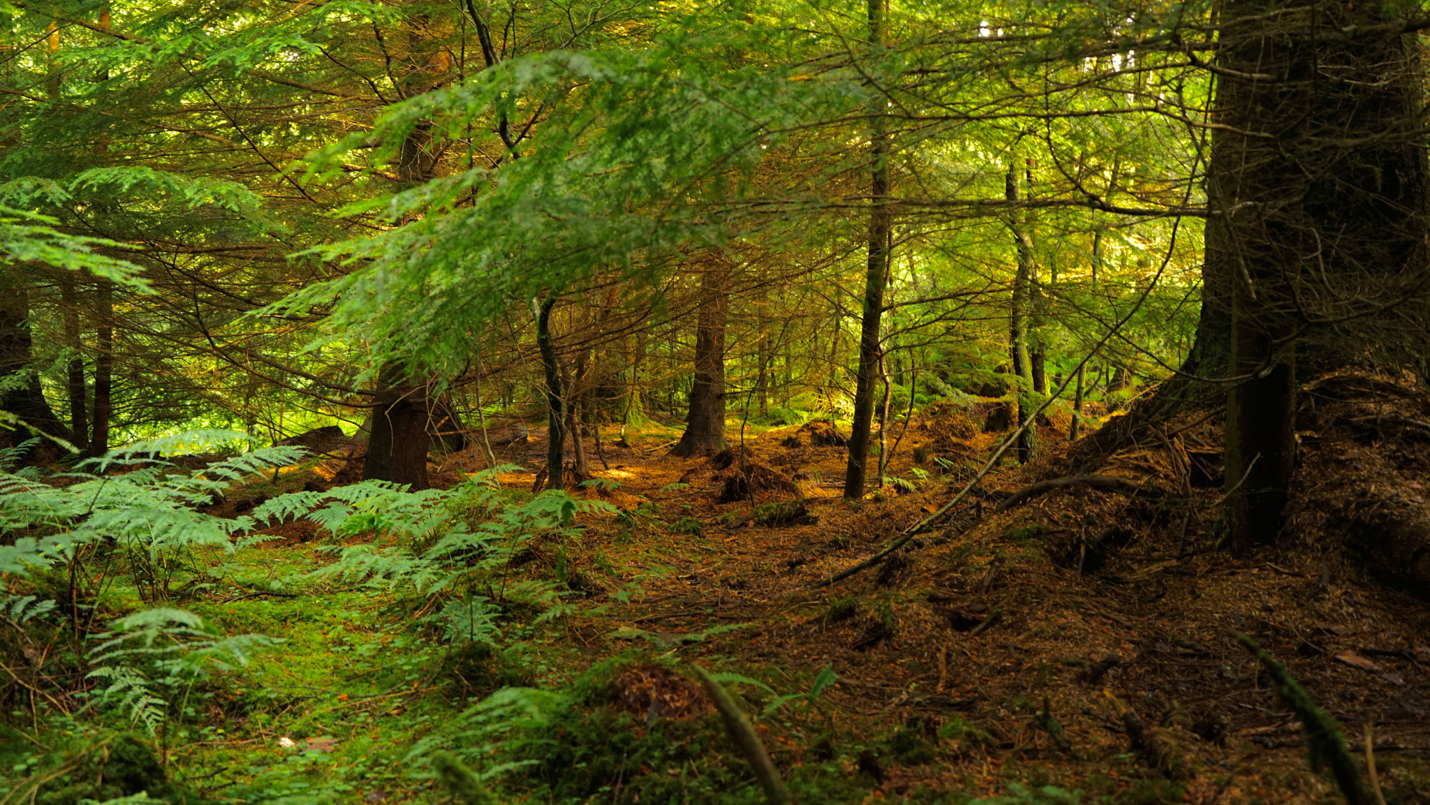 Sony FE 28-70mm F3.5-5.6 OSS sample photo. Beddgelert park photography