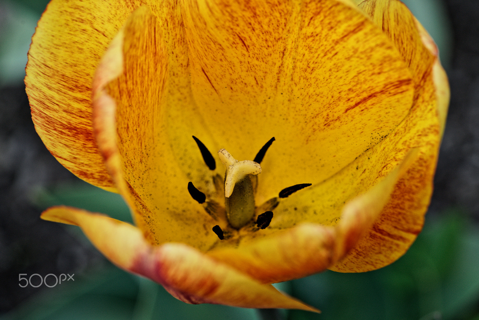 Sony a7R II + Sony FE 90mm F2.8 Macro G OSS sample photo. Let's look inside photography