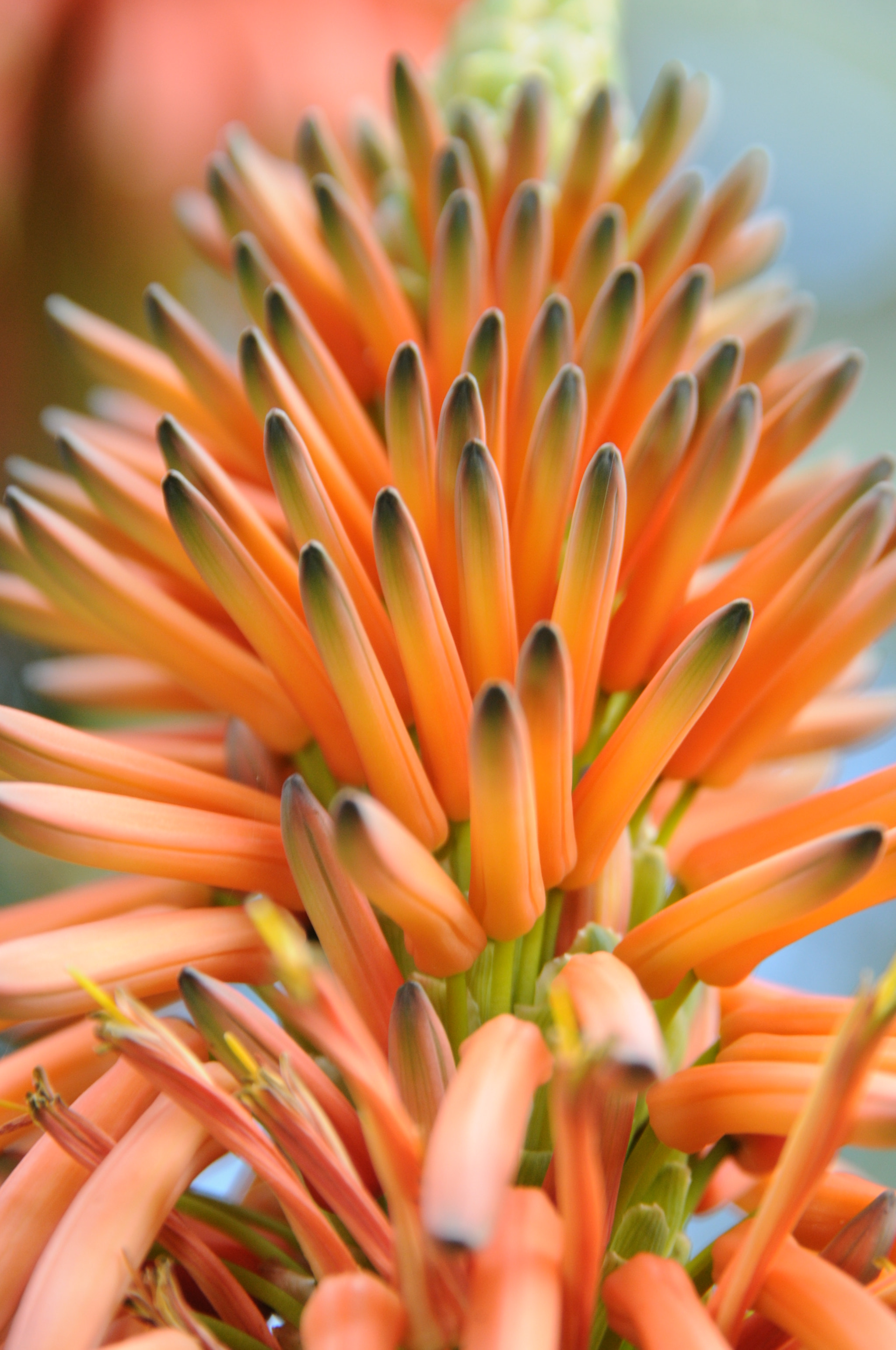 Nikon D300S sample photo. Orange delight photography