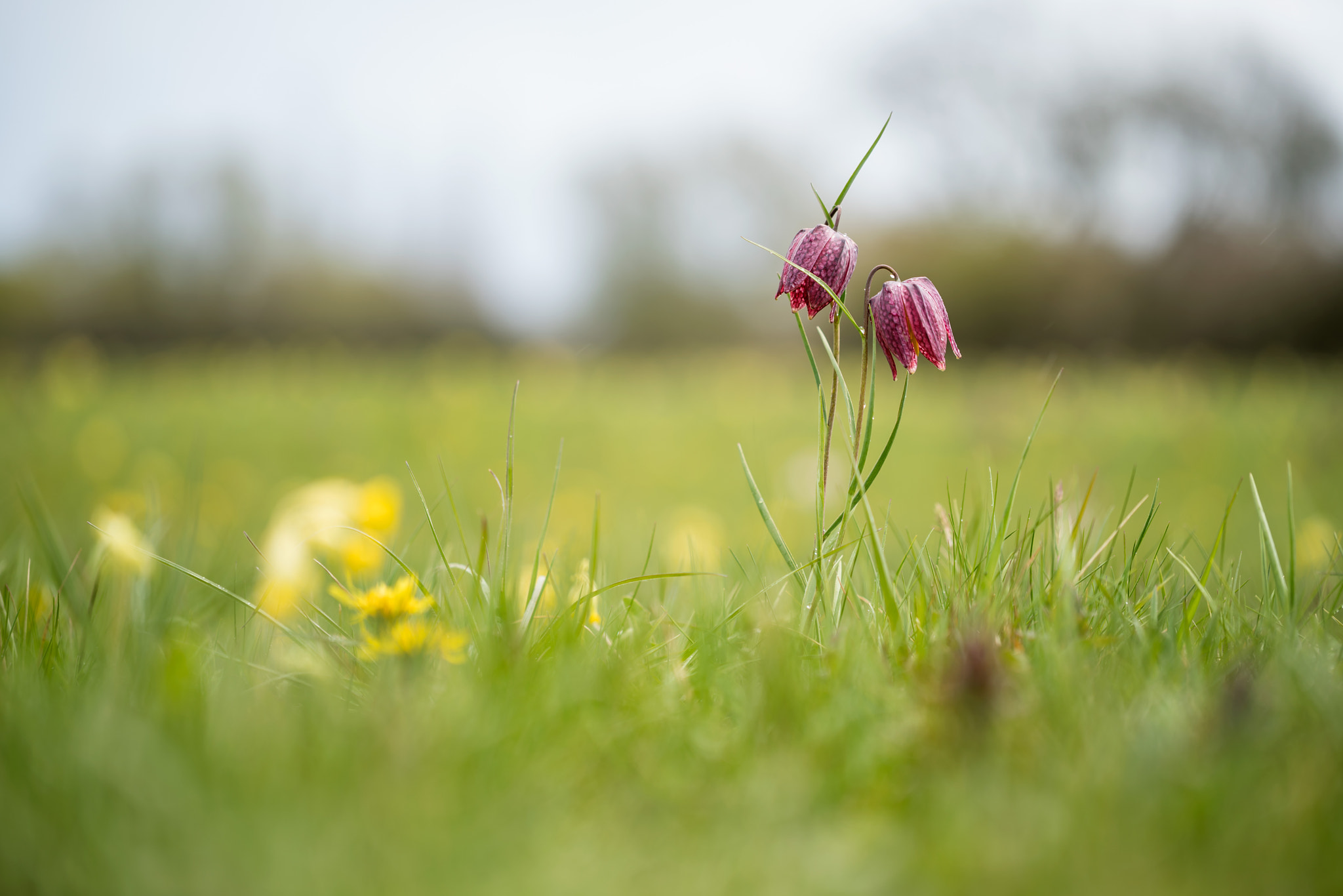 Sony a7R II + Canon EF 100mm F2.8L Macro IS USM sample photo. Fritillary sisters photography