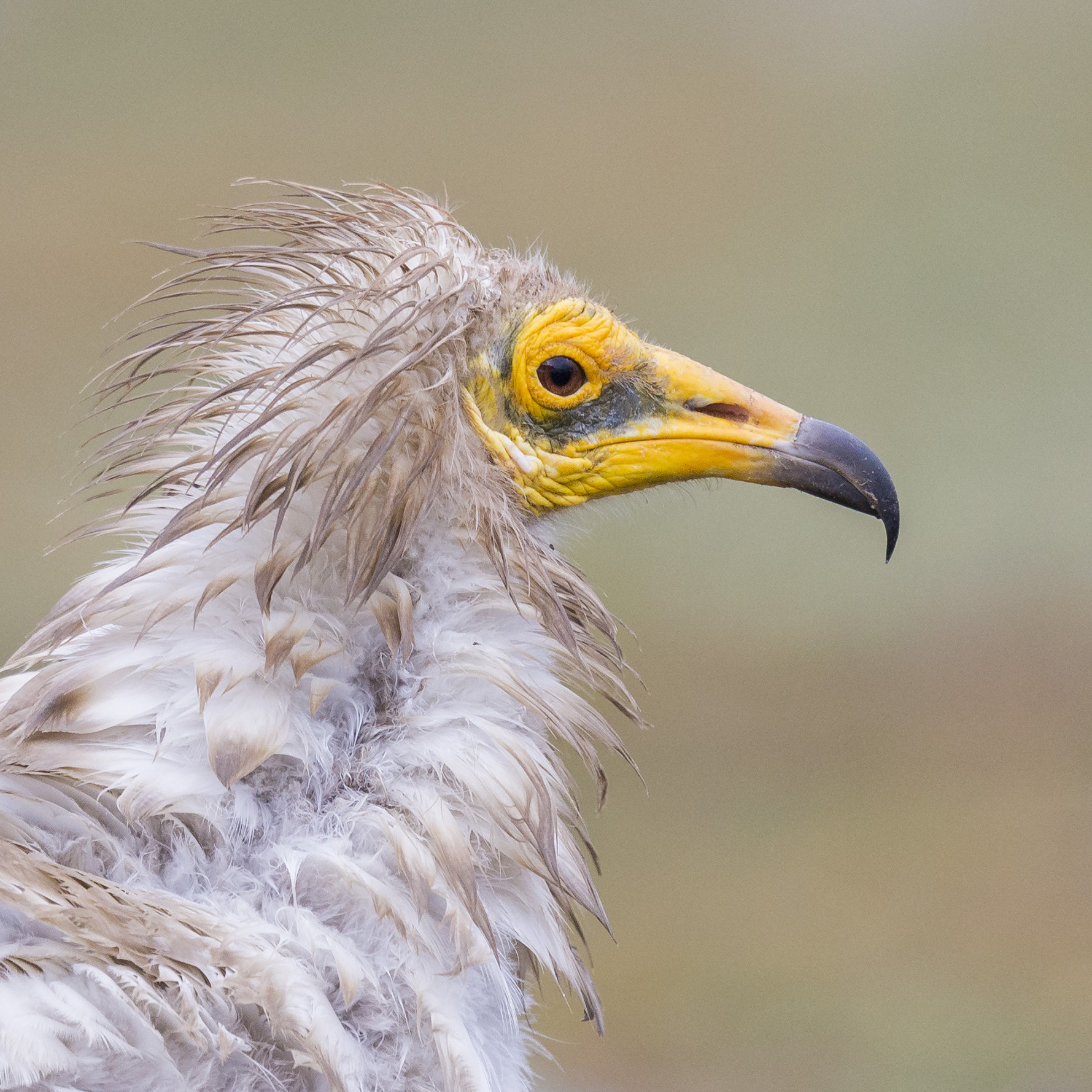 Nikon D610 + Nikon AF-S Nikkor 600mm F4G ED VR sample photo. Alimoche común photography