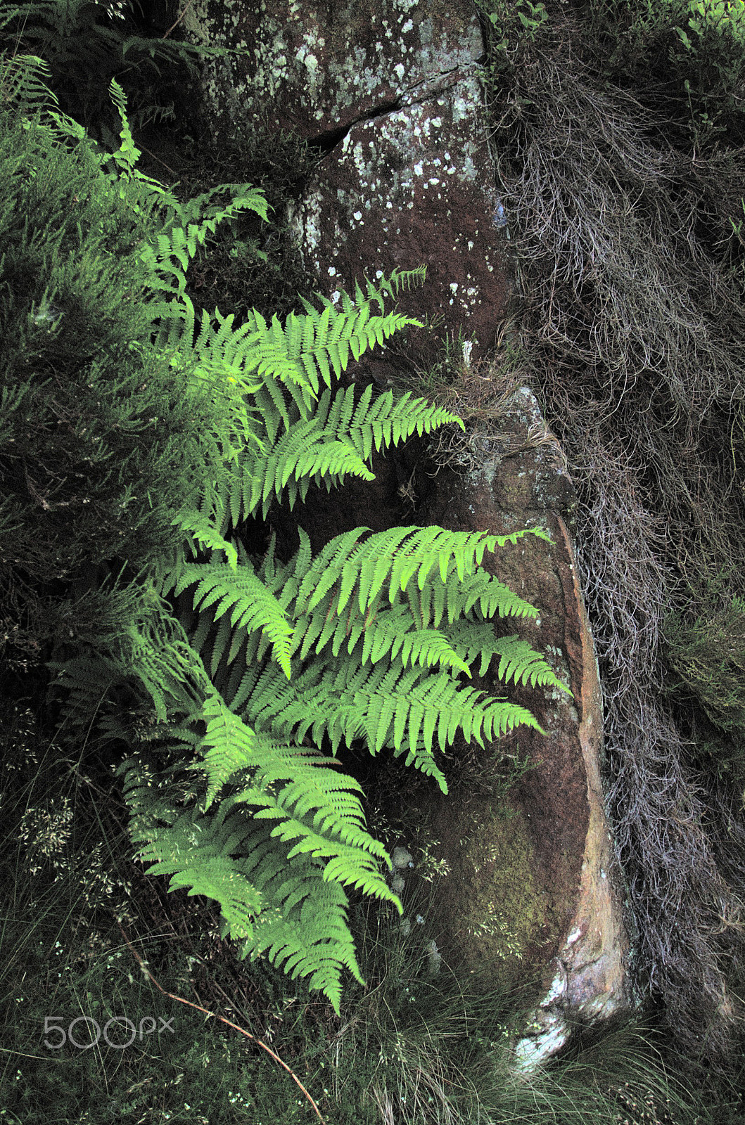 Nikon D2H sample photo. Fern ilkley moor photography