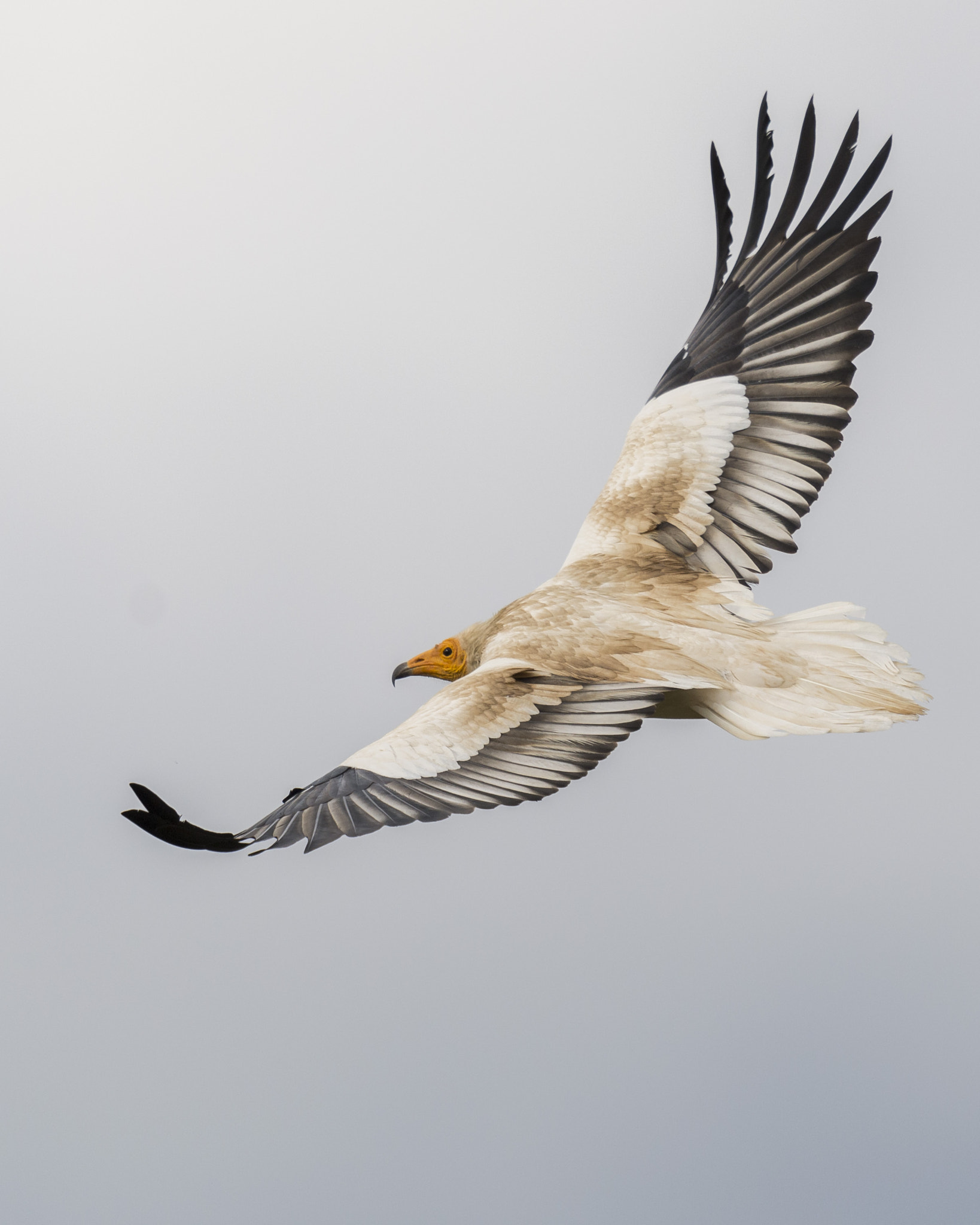 Nikon AF-S Nikkor 600mm F4G ED VR sample photo. Alimoche común photography