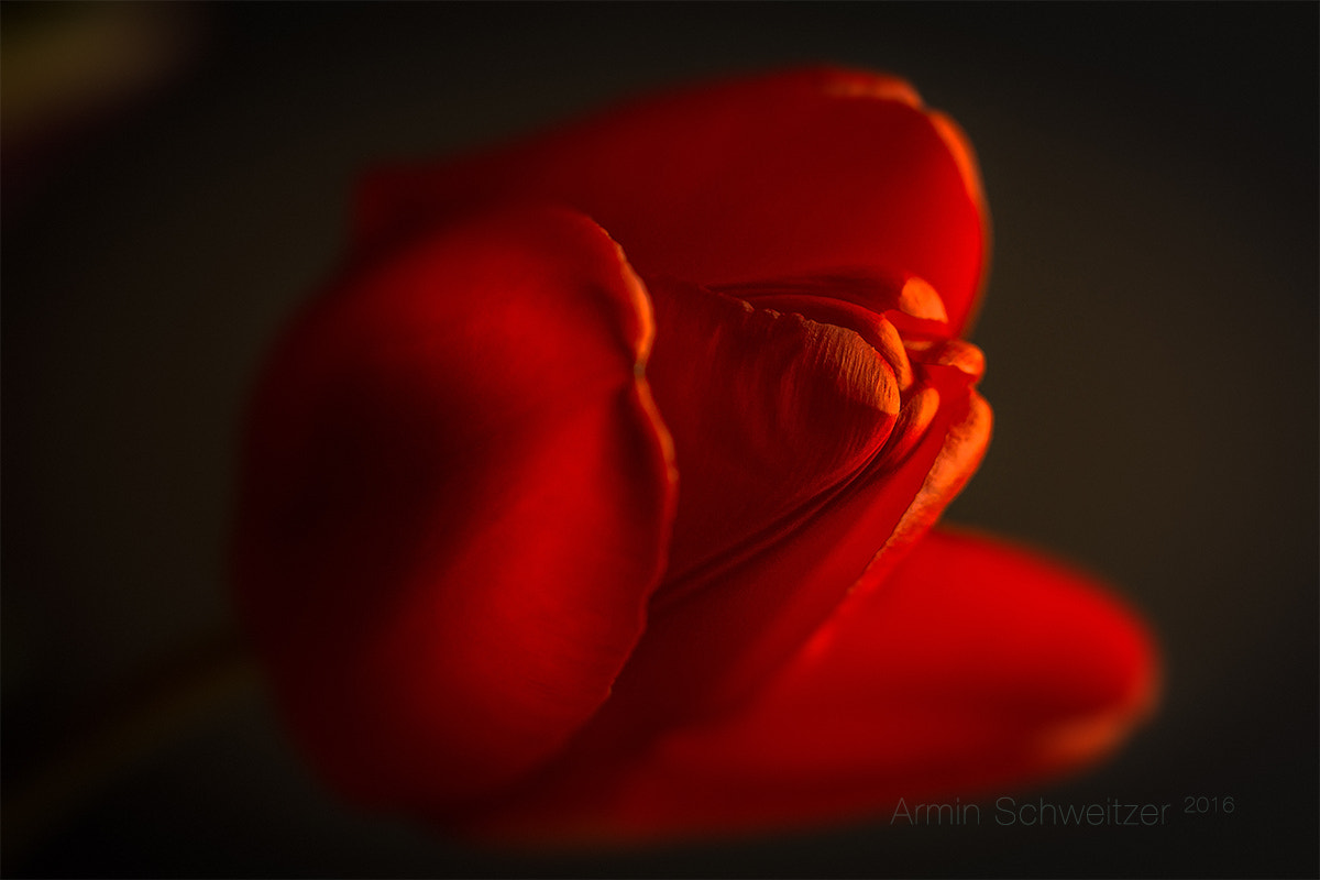 Sony SLT-A77 + 90mm F2.8 Macro SSM sample photo. Red tulip photography