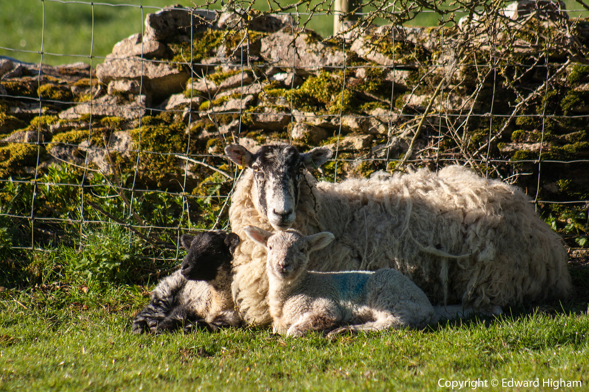 Canon EF 75-300mm f/4-5.6 USM sample photo. Bah bah white sheep.... photography