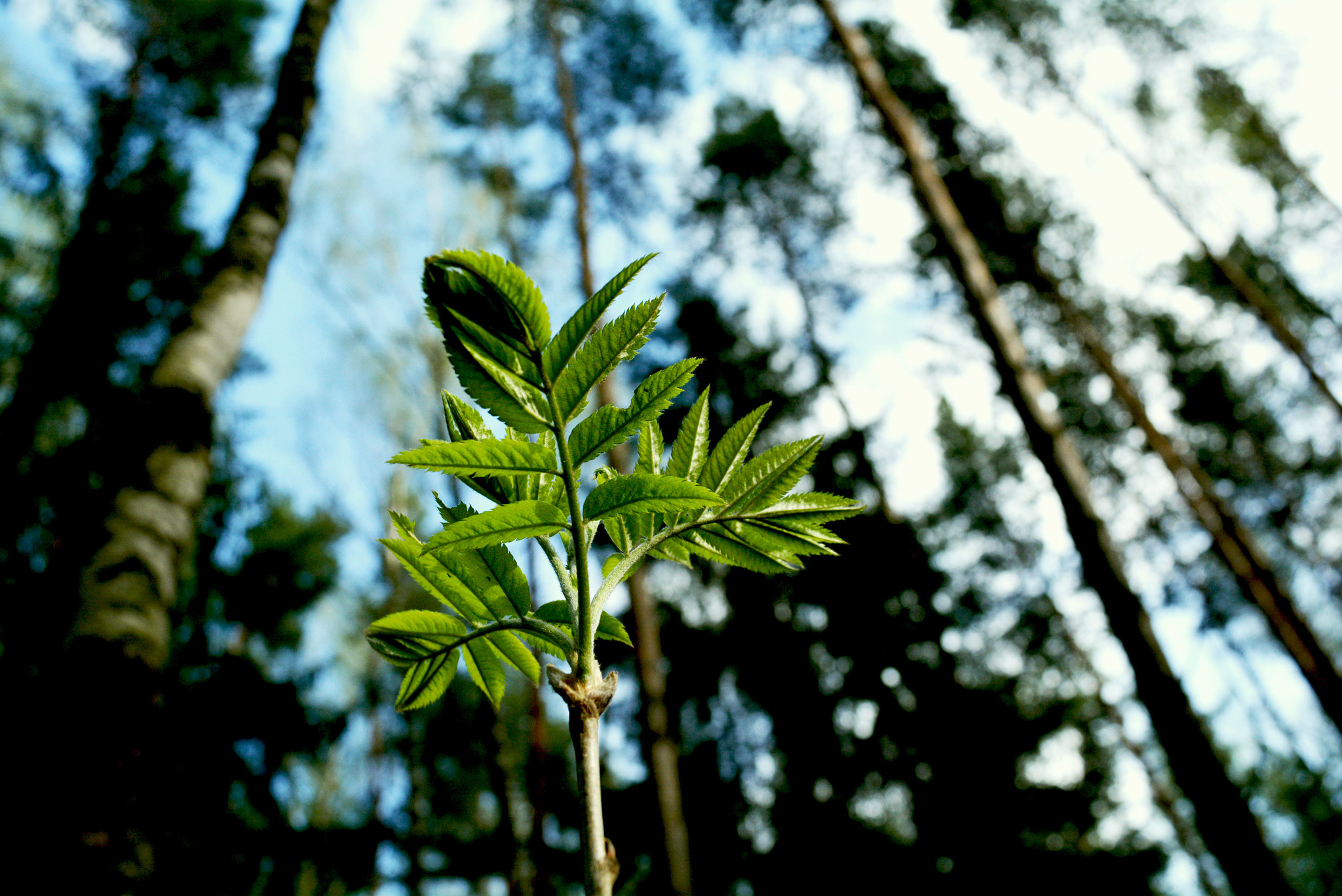Nikkor 45mm f/2.8 P sample photo. Another spring leaf photography