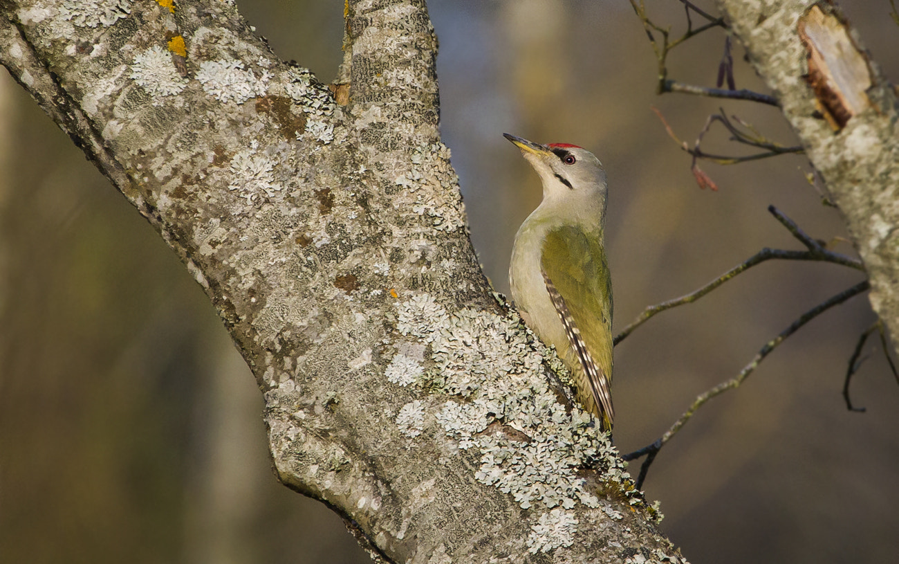 Canon EF 100-400mm F4.5-5.6L IS USM sample photo. Grey-heded woodpecker photography