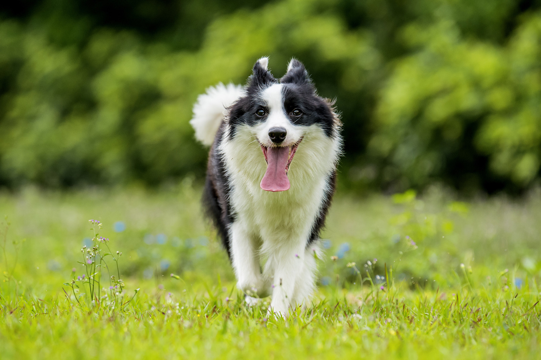 Nikon D4S sample photo. Collie running on grass photography