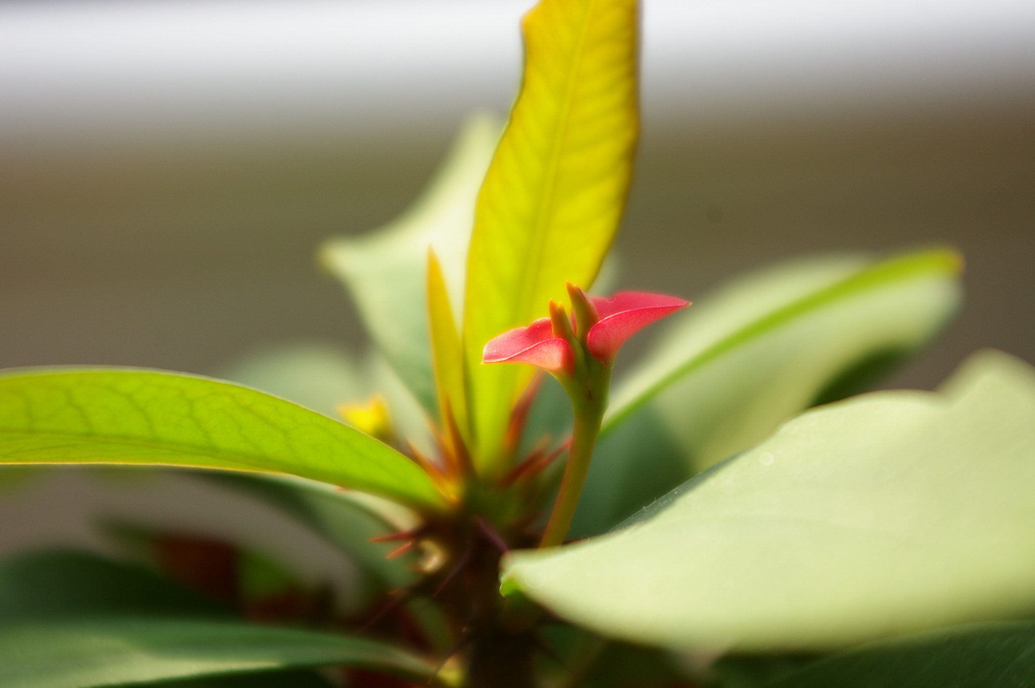 Pentax *ist DL2 sample photo. Torn flower photography