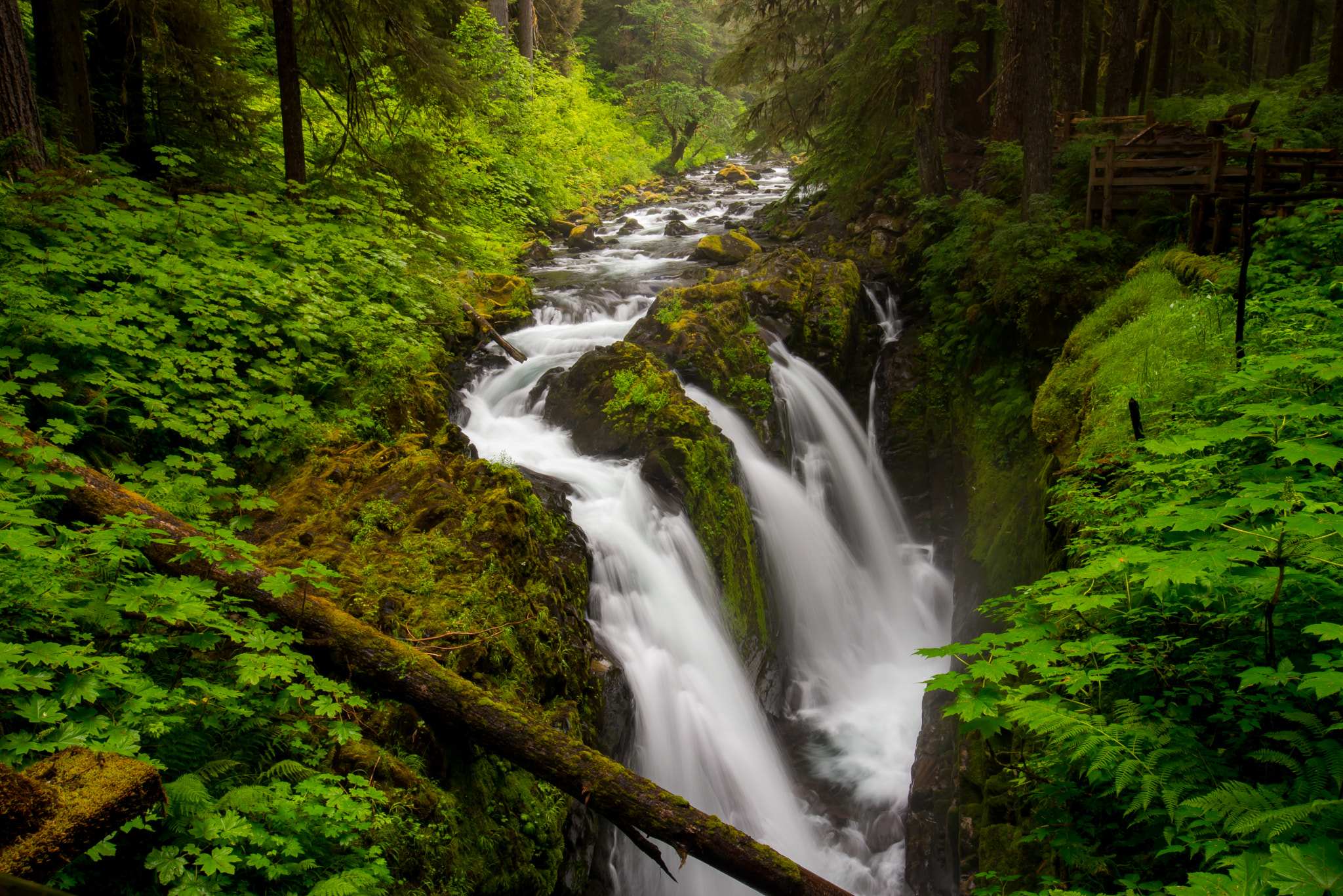 Nikon D600 sample photo. At the sol duc photography