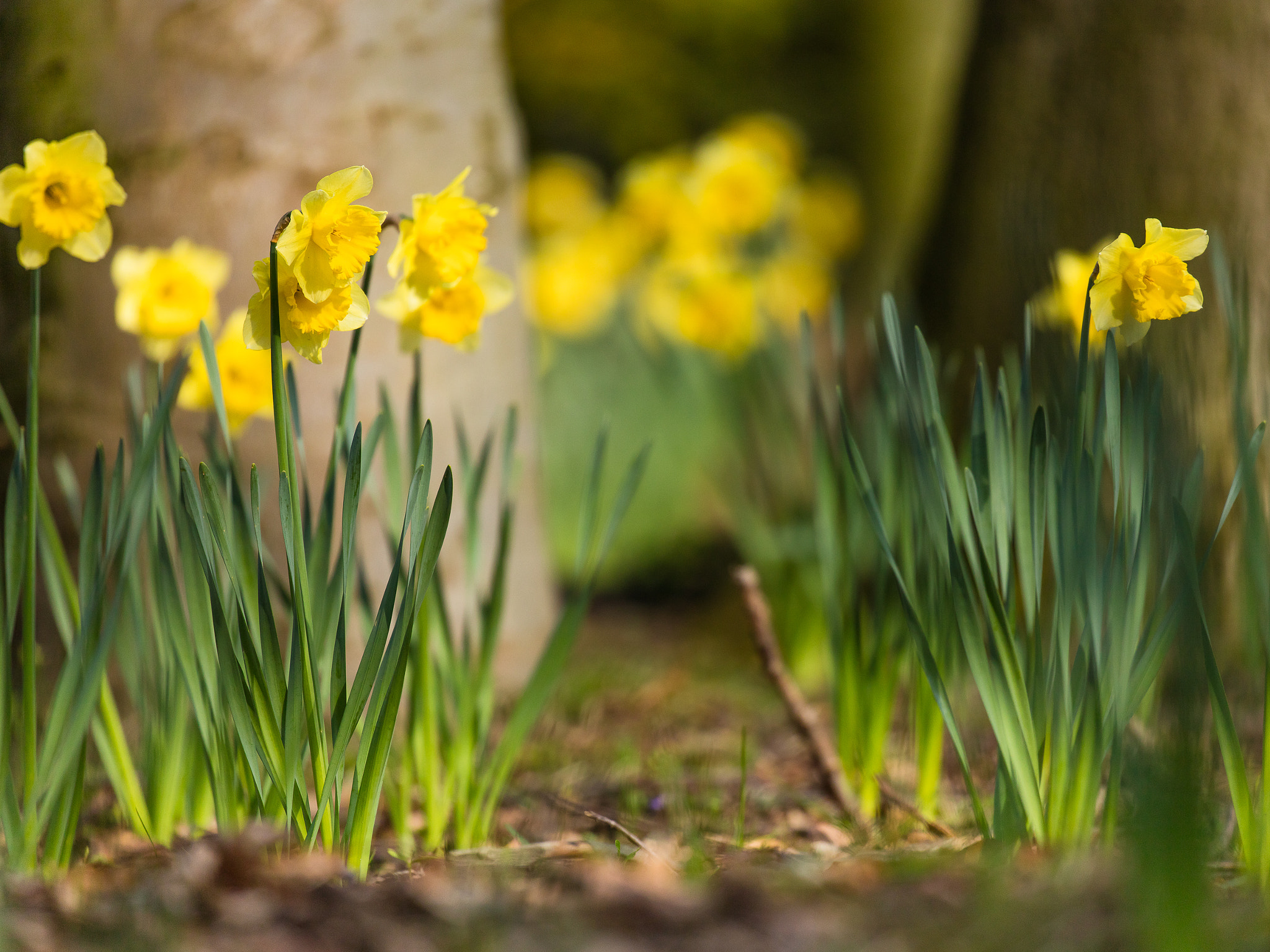 Canon EF 100-400mm F4.5-5.6L IS II USM sample photo. Daffodils photography