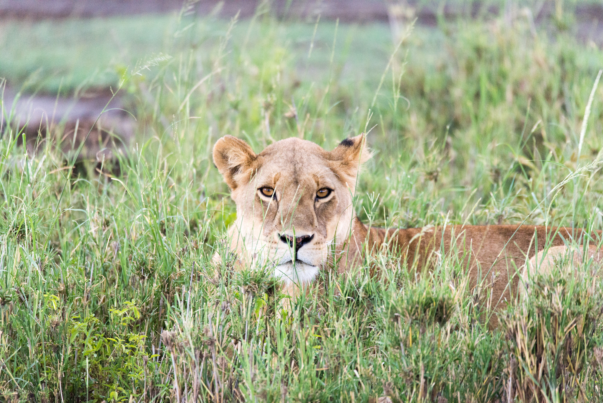Sigma 150-600mm F5-6.3 DG OS HSM | S sample photo. Regard de lionne photography