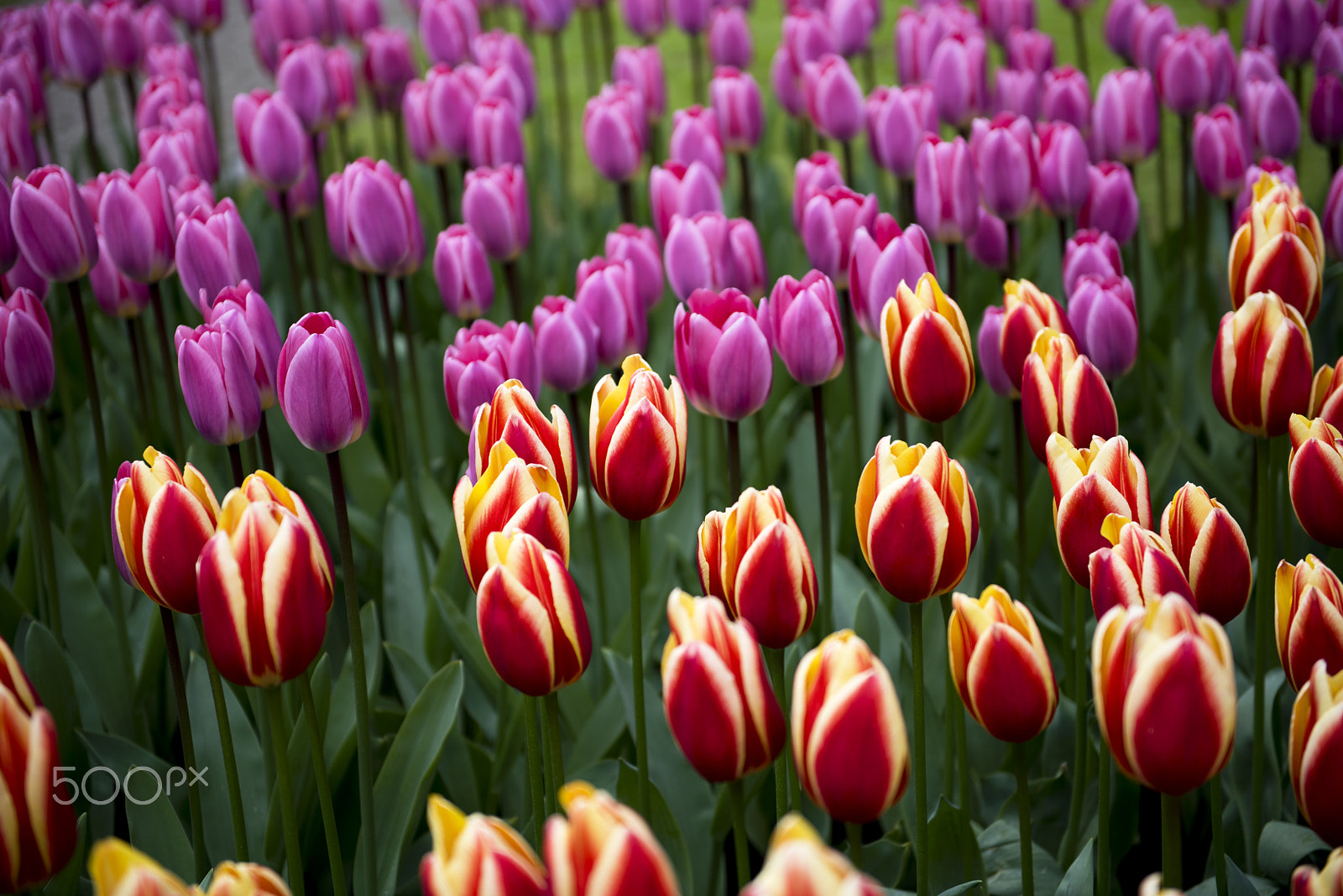 Nikon D750 + AF Nikkor 28mm f/2.8 sample photo. Tulips photography