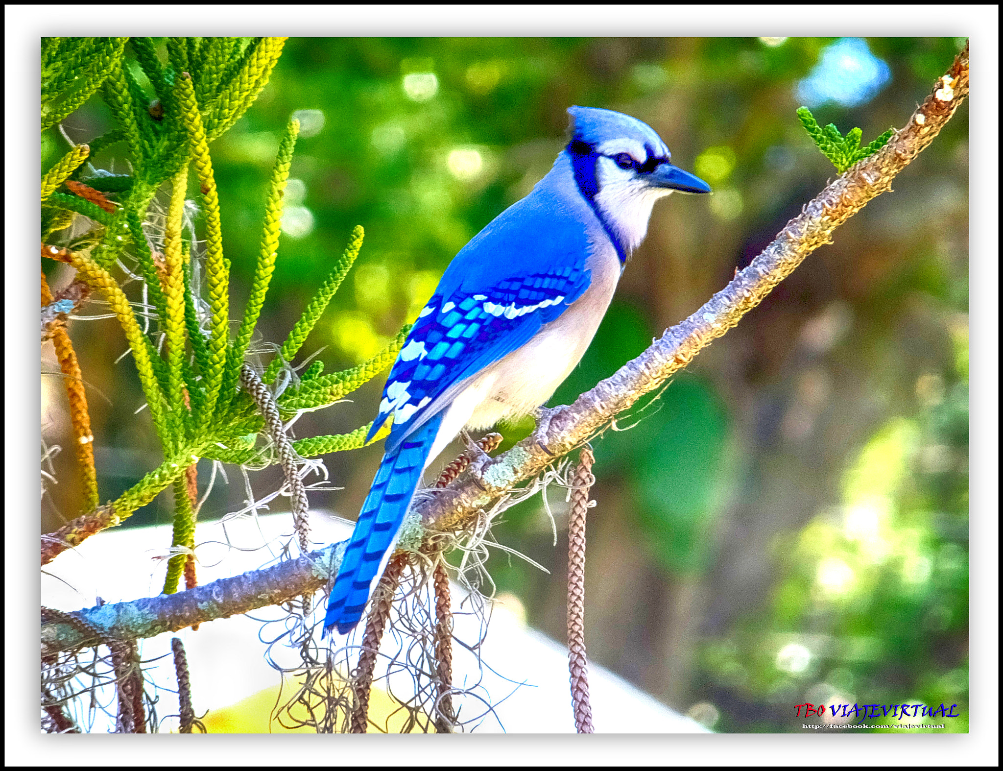 Fujifilm FinePix F850EXR sample photo. Blue jay. cyanocitta cristata photography