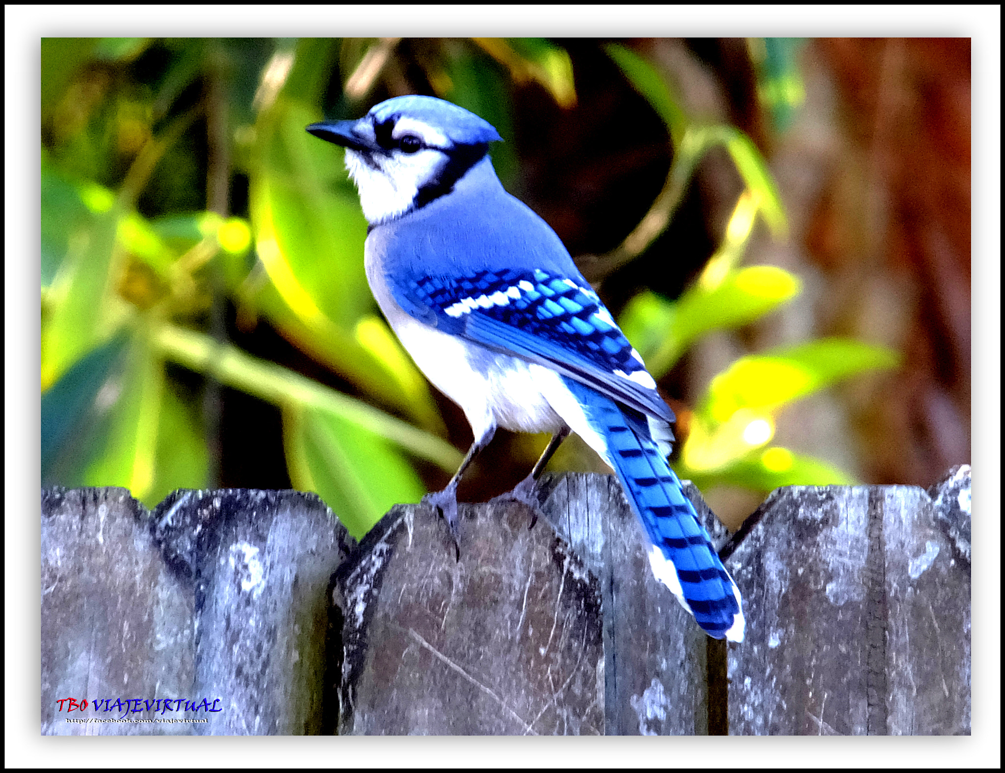 Fujifilm FinePix F850EXR sample photo. Blue jay. cyanocitta cristata photography