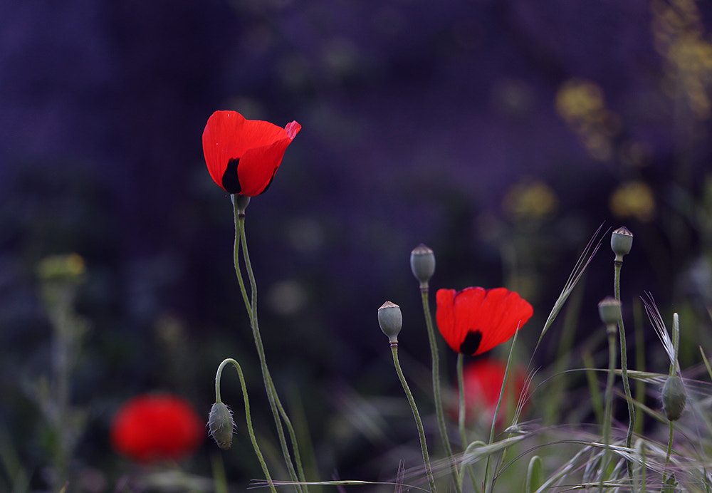 Canon EF-S 18-135mm F3.5-5.6 IS STM sample photo. Poppy photography