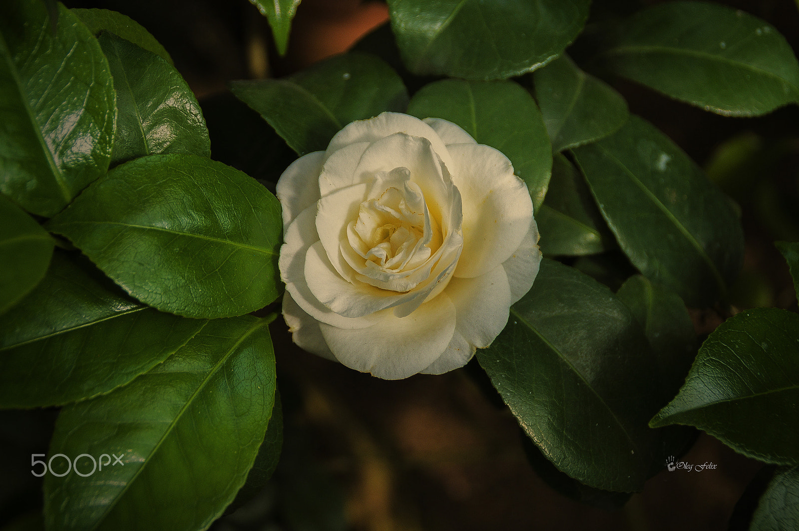 Sony SLT-A37 sample photo. Spring transformation. photography