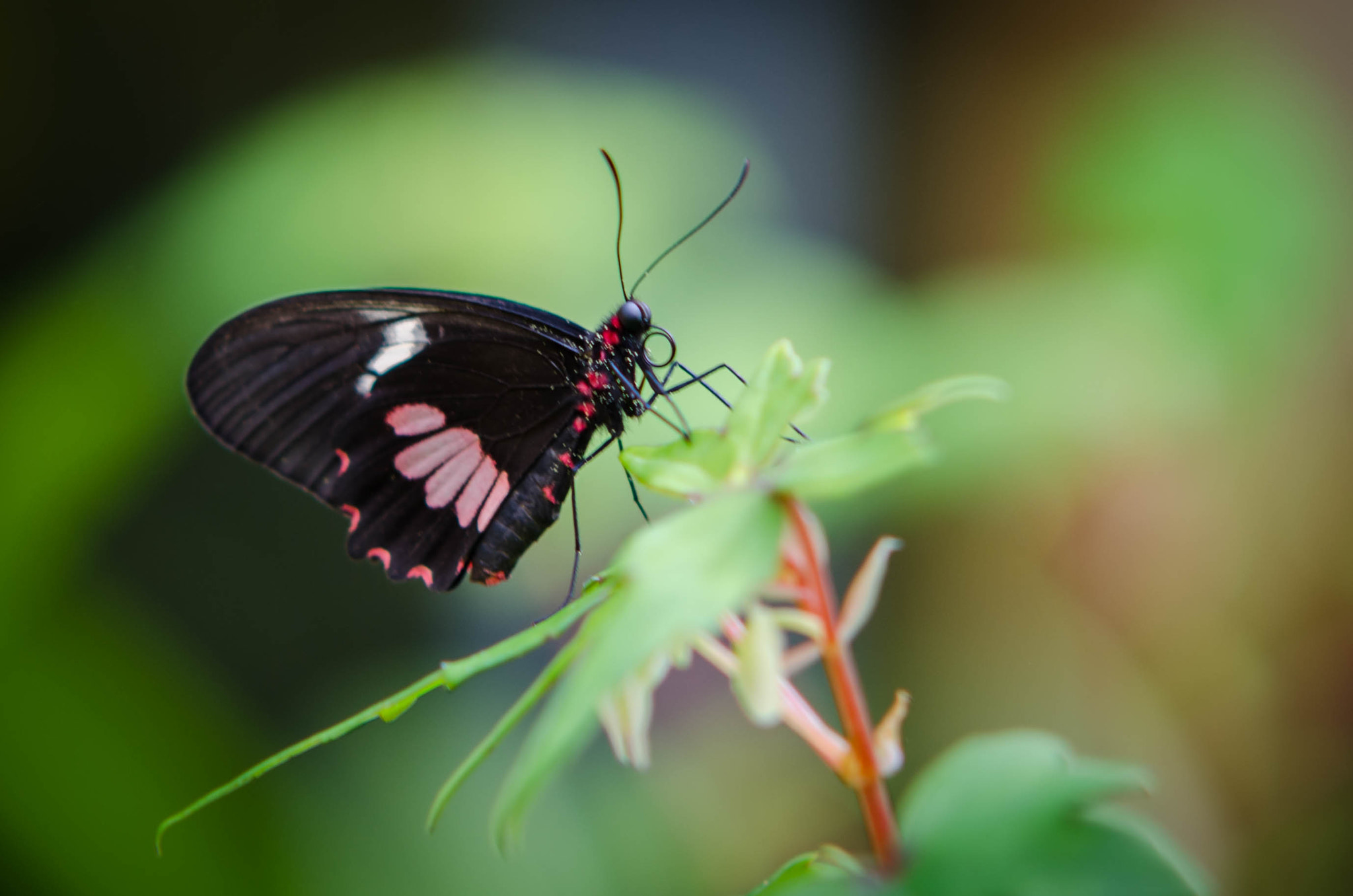 Nikon D7000 + Sigma 50-150mm F2.8 EX APO DC HSM sample photo. Dsc_5175.jpg photography