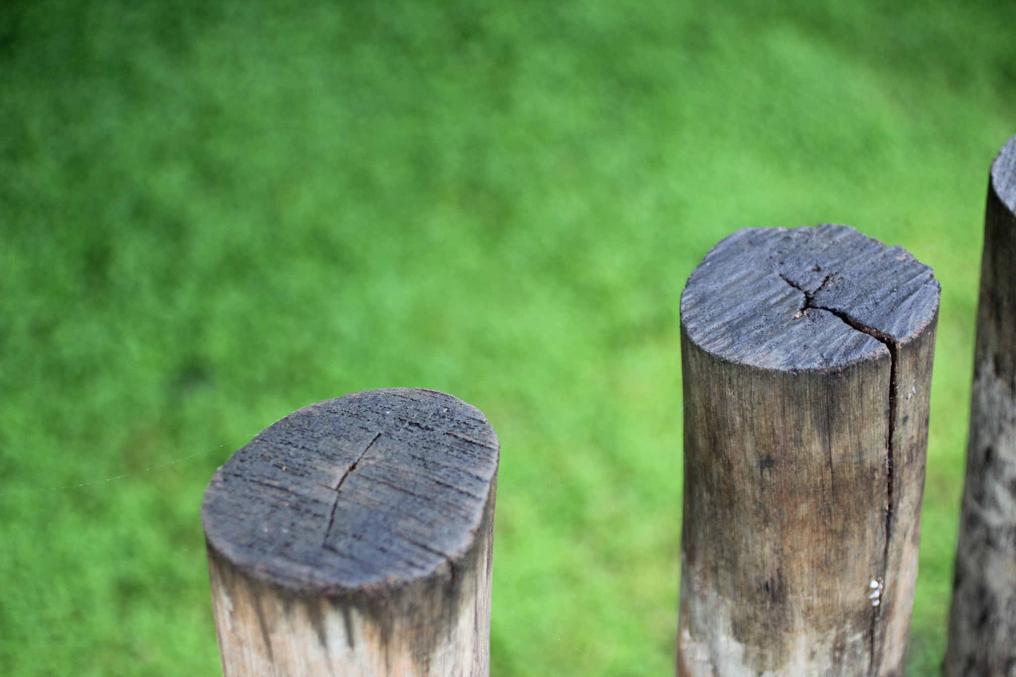 Canon EF 50mm F2.5 Macro sample photo. Cerca photography