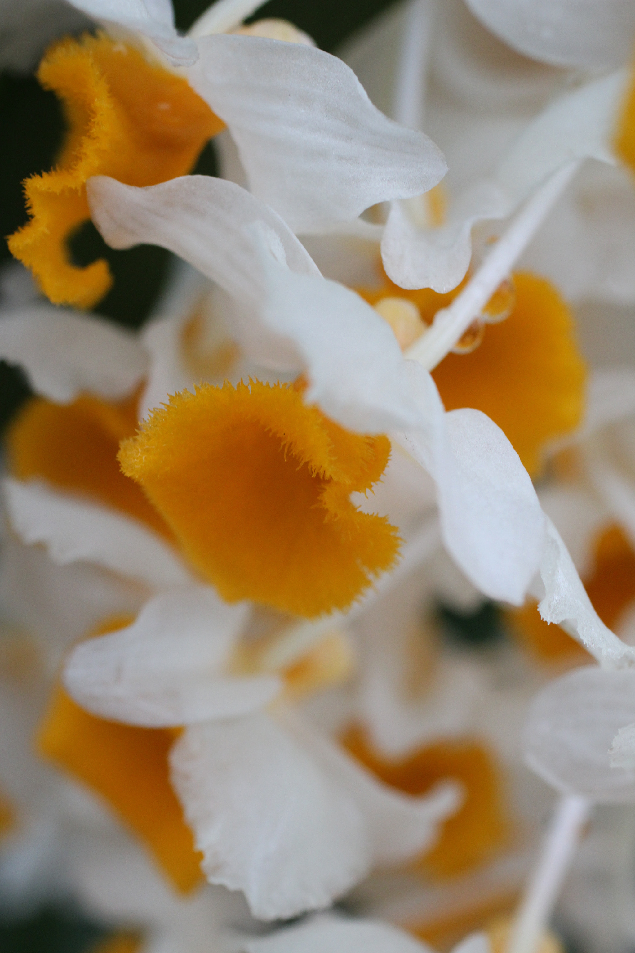 Canon EF 50mm F2.5 Macro sample photo. Orquídeas... photography