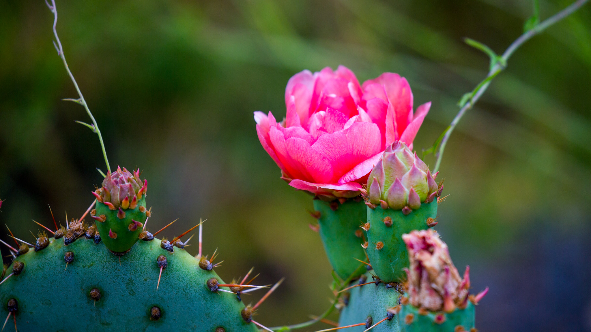Canon EF 100-400mm F4.5-5.6L IS II USM sample photo. Cactus flower photography