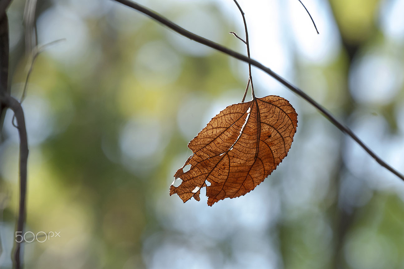 Nikon D80 sample photo. The last one photography