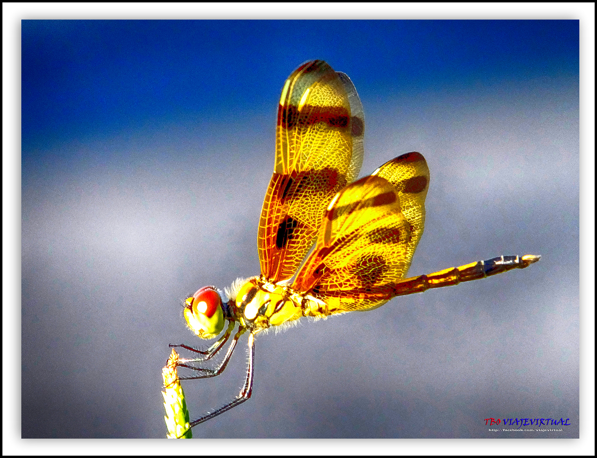 Fujifilm FinePix F850EXR sample photo. Dragonfly. anisoptera﻿ photography