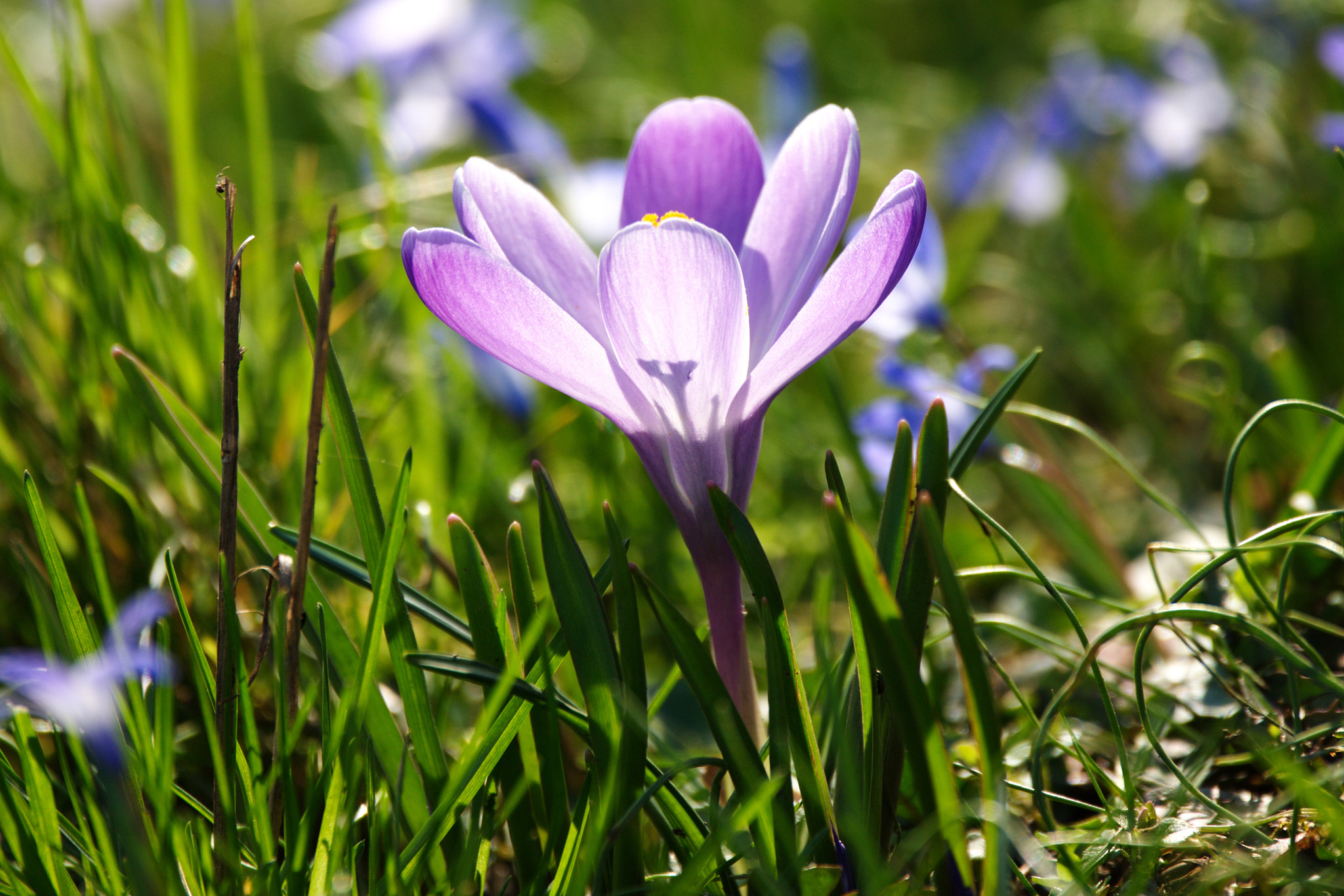 Canon EOS-1Ds Mark III sample photo. Spring photography