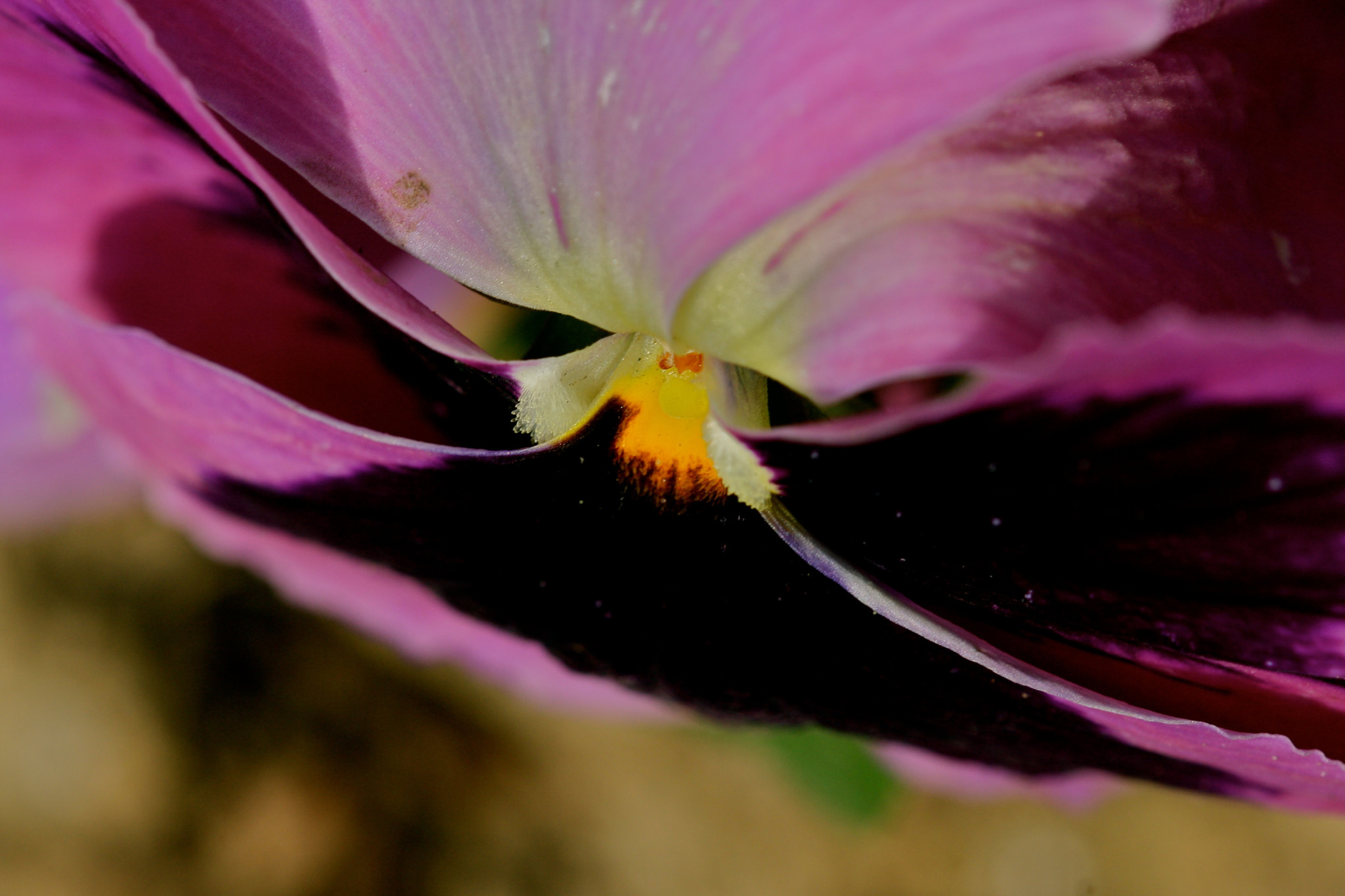 Sigma 105mm F2.8 EX DG OS HSM sample photo. Weißensee - auferstehungskirchhof photography