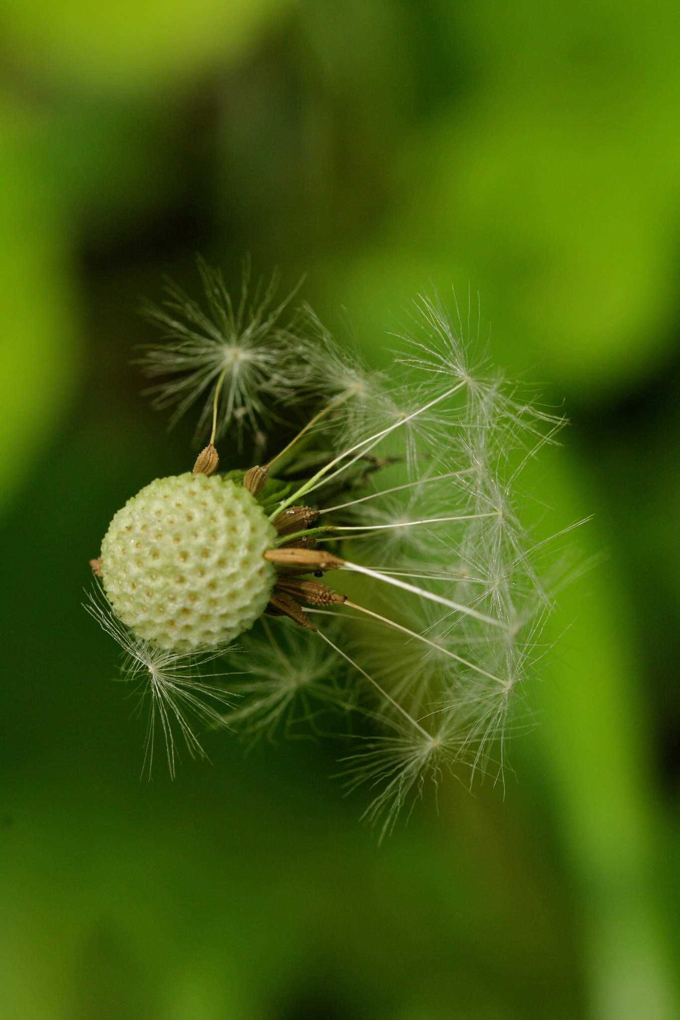 Sigma 105mm F2.8 EX DG OS HSM sample photo. Weißensee - auferstehungskirchhof photography