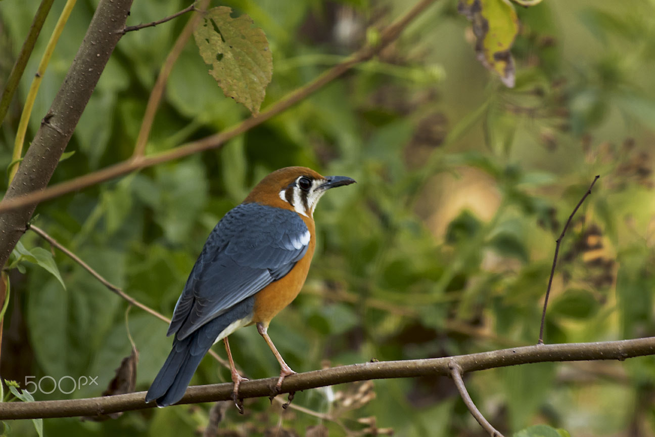 Nikon D80 sample photo. Thrush photography