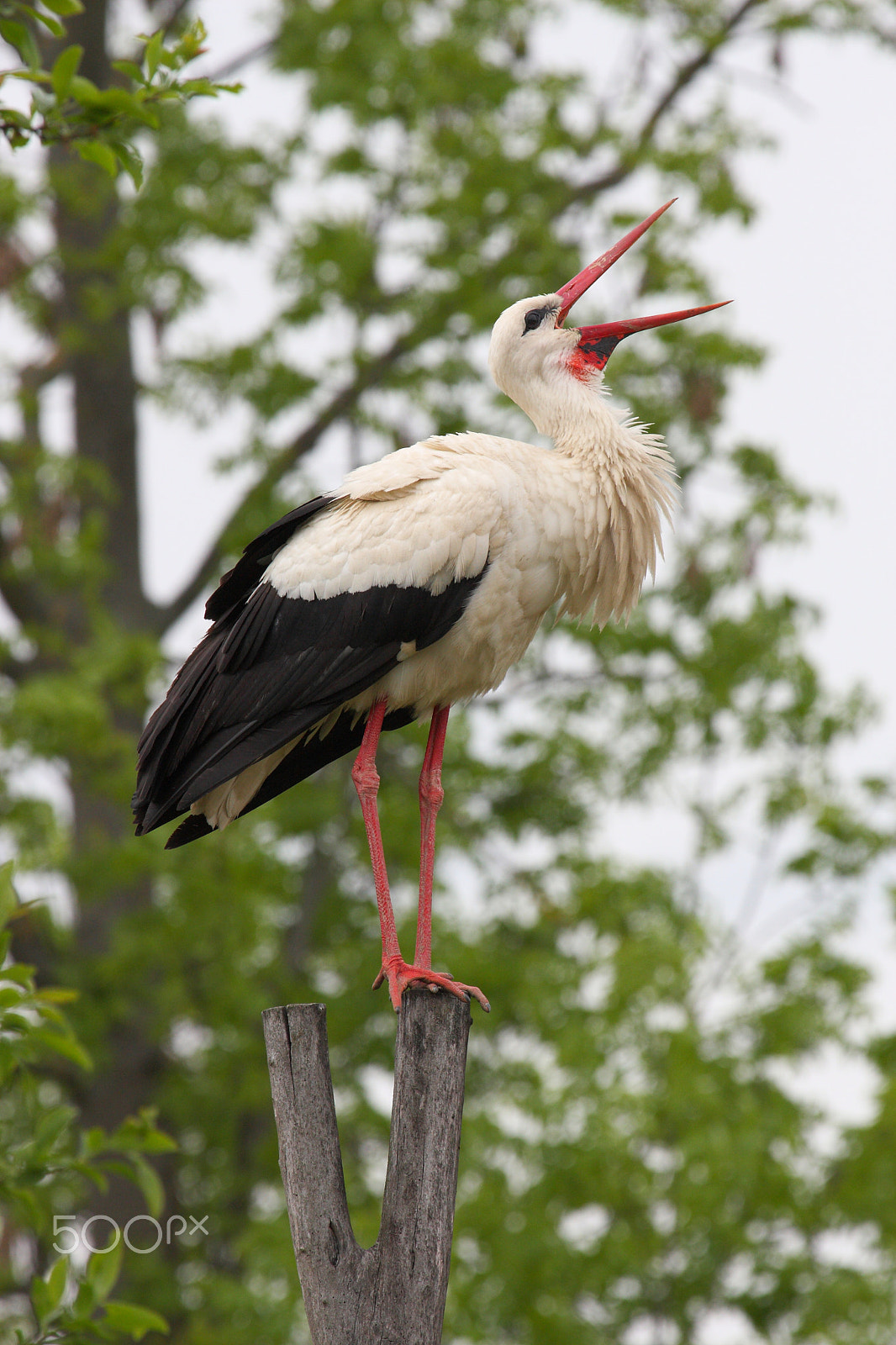 Canon EF 100-400mm F4.5-5.6L IS USM sample photo. Stork photography