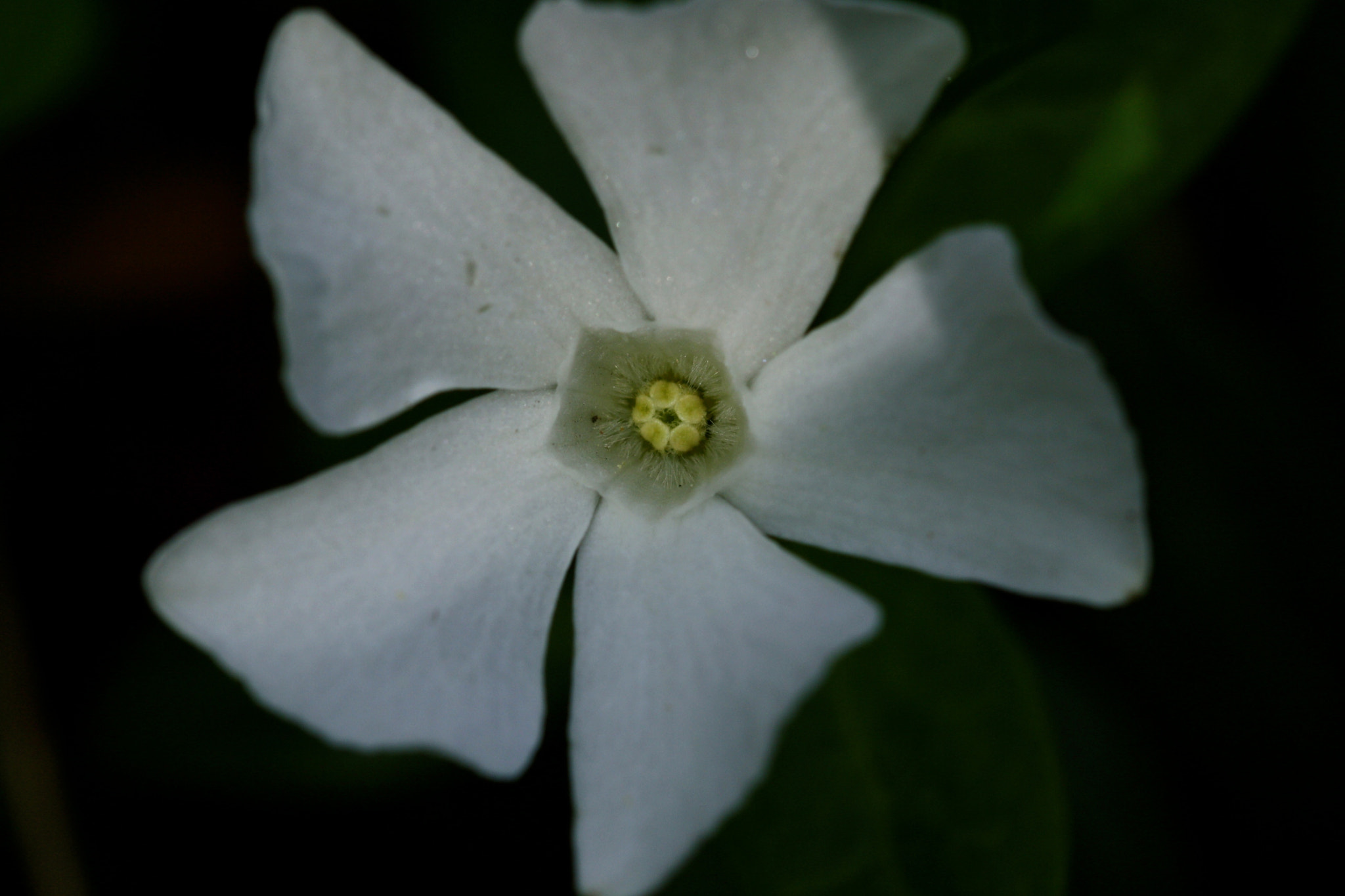 Sigma 105mm F2.8 EX DG OS HSM sample photo. Weißensee - auferstehungskirchhof photography