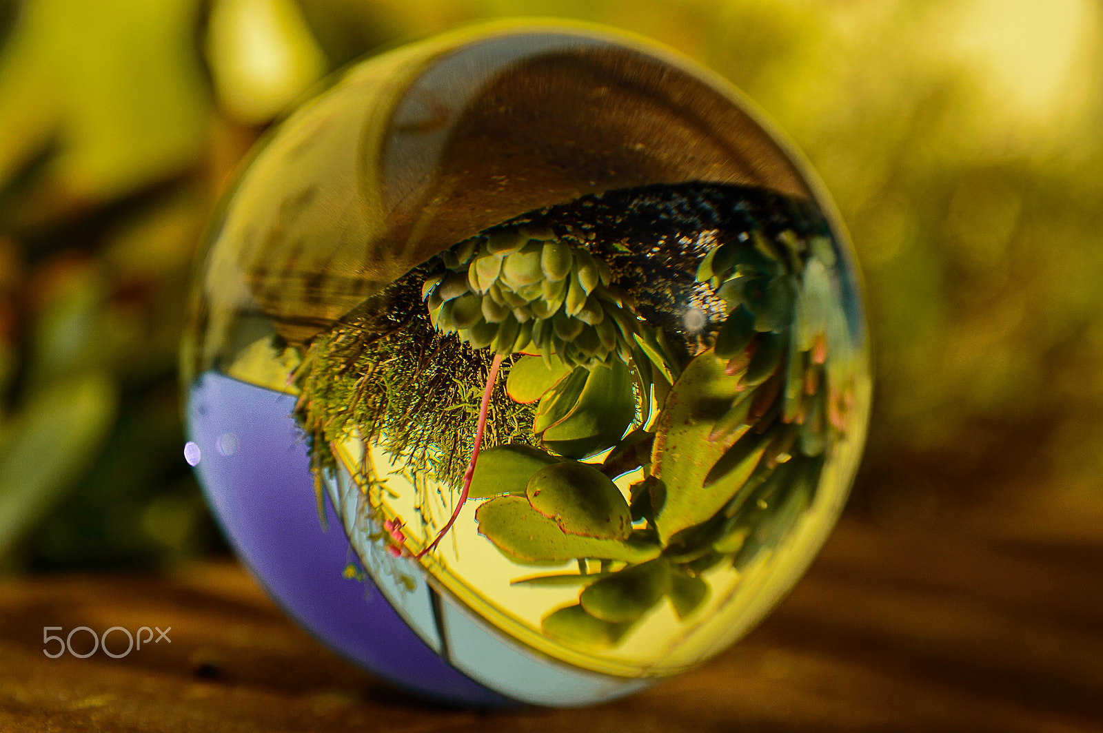 Sigma 17-70mm F2.8-4 DC Macro OS HSM | C sample photo. The small garden photography