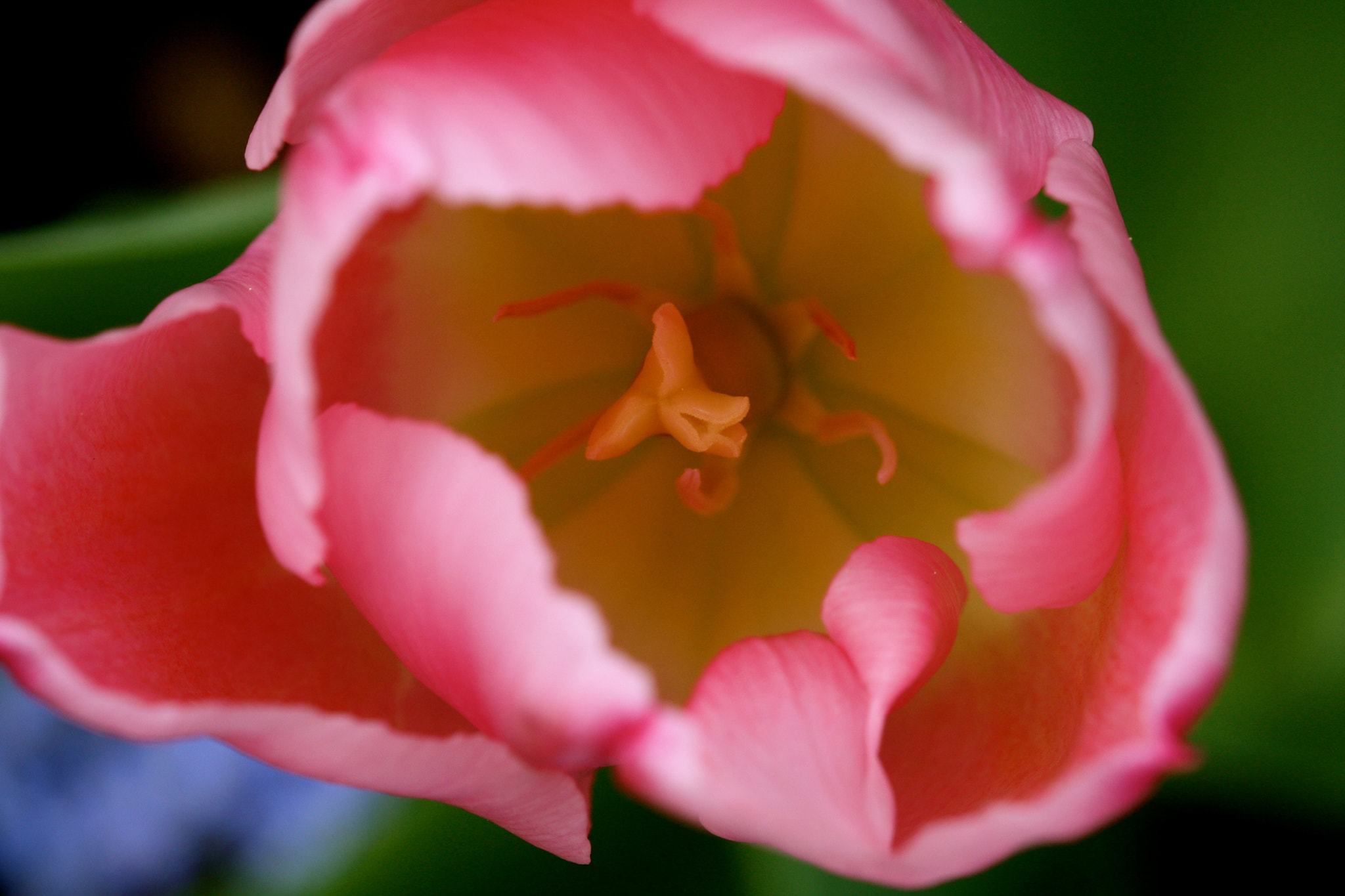 Sigma 105mm F2.8 EX DG OS HSM sample photo. Weißensee - auferstehungskirchhof photography