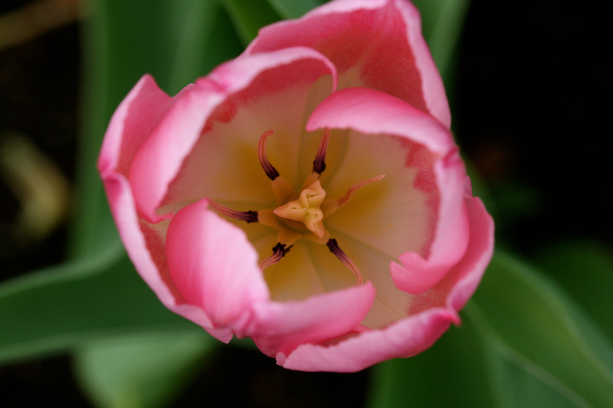 Sigma 105mm F2.8 EX DG OS HSM sample photo. Weißensee - auferstehungskirchhof photography