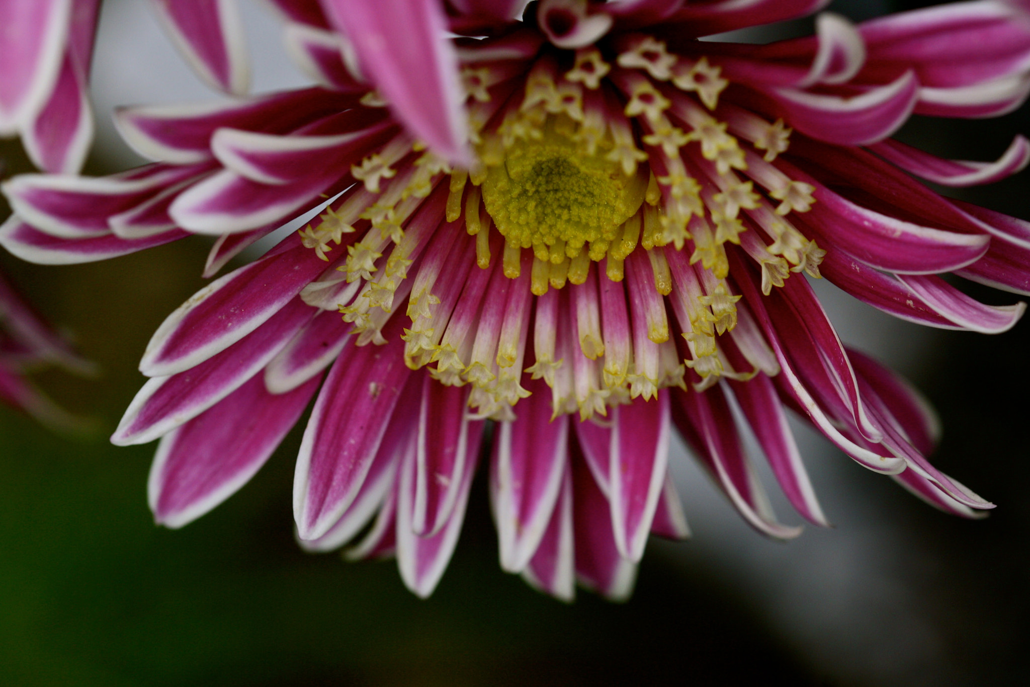 Sigma 105mm F2.8 EX DG OS HSM sample photo. Weißensee - auferstehungskirchhof photography