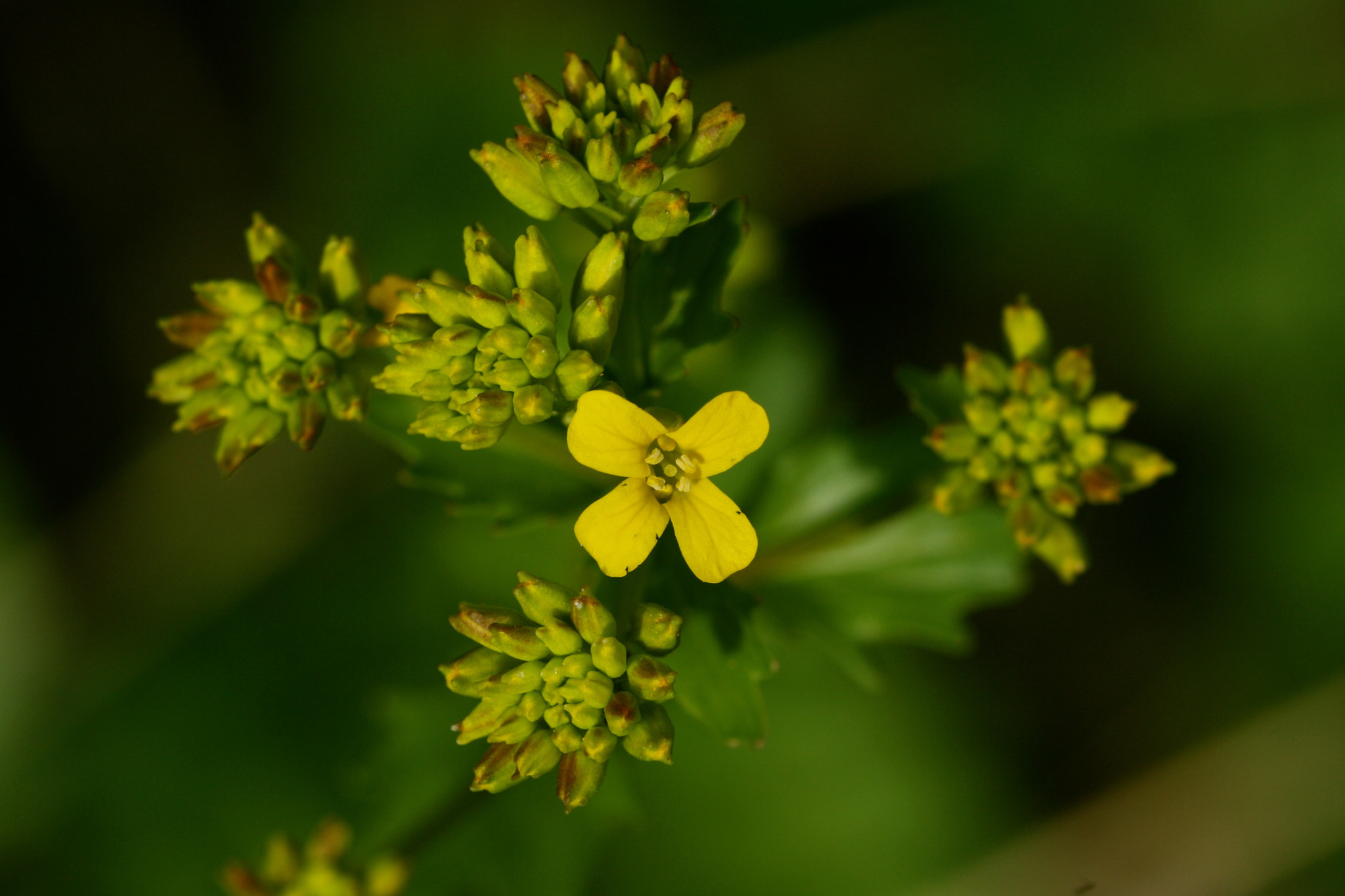 Sigma 105mm F2.8 EX DG OS HSM sample photo. Weißensee - auferstehungskirchhof photography
