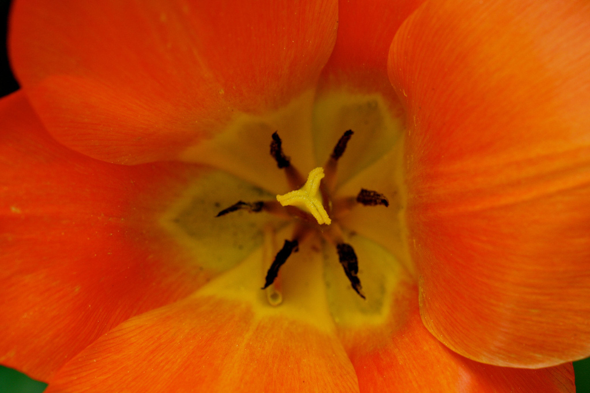 Sigma 105mm F2.8 EX DG OS HSM sample photo. Weißensee - auferstehungskirchhof photography