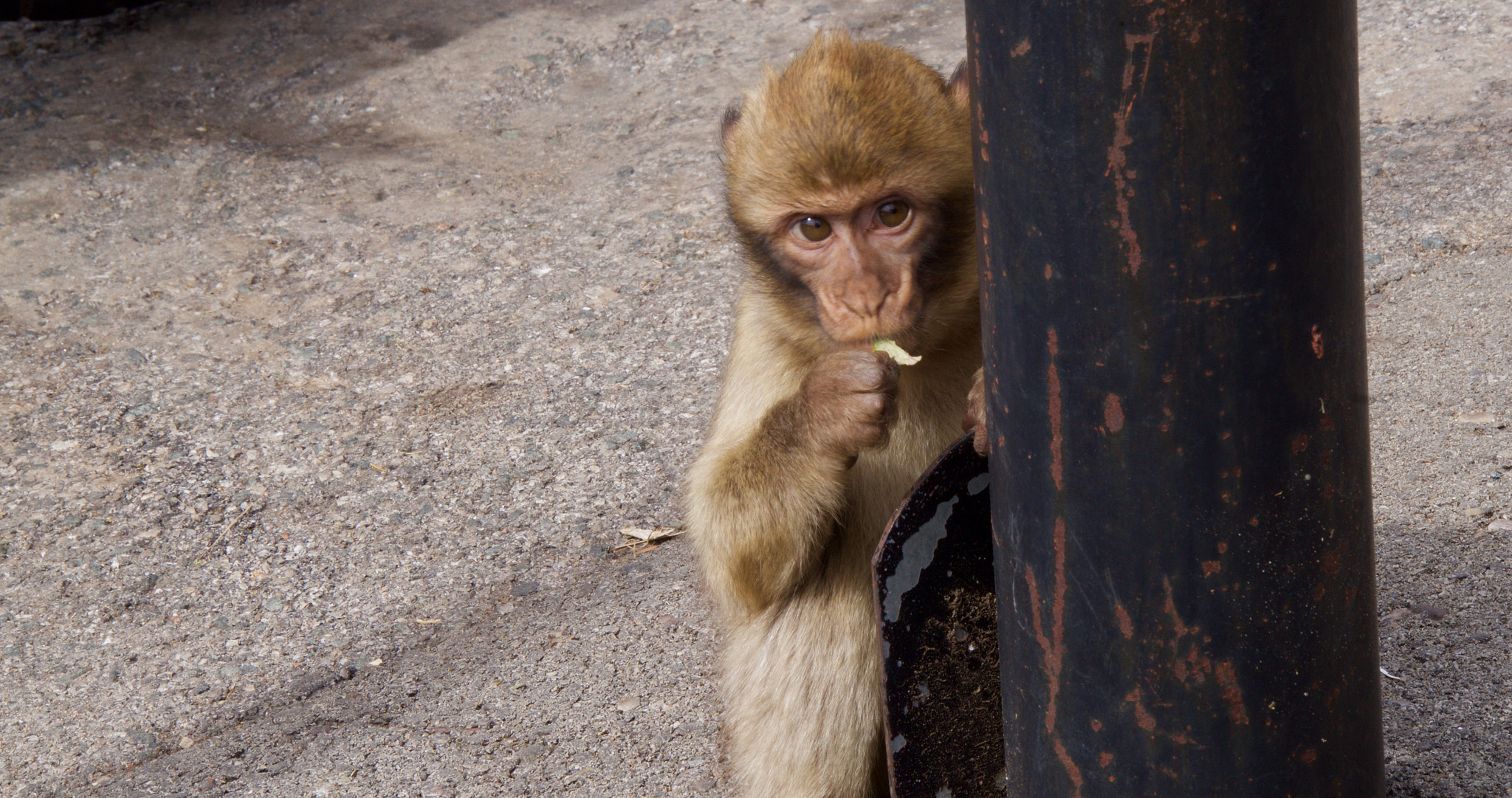 Sony Alpha NEX-3N + Sony E 55-210mm F4.5-6.3 OSS sample photo. Monkey business photography