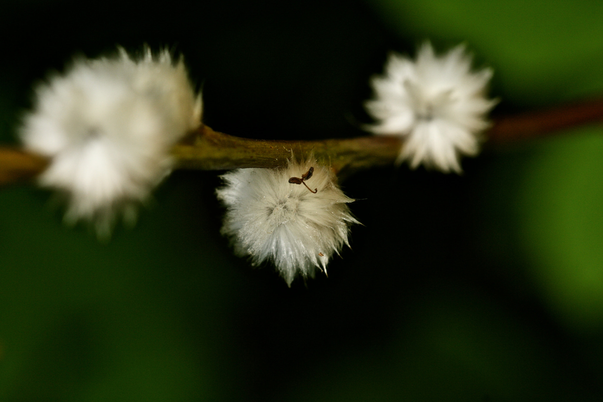 Sigma 105mm F2.8 EX DG OS HSM sample photo. Weißensee - auferstehungskirchhof photography