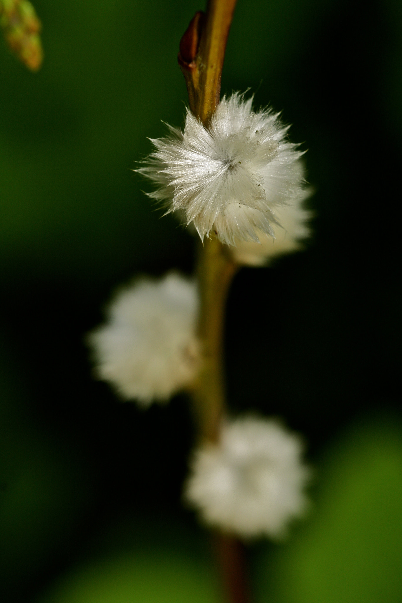Sigma 105mm F2.8 EX DG OS HSM sample photo. Weißensee - auferstehungskirchhof photography