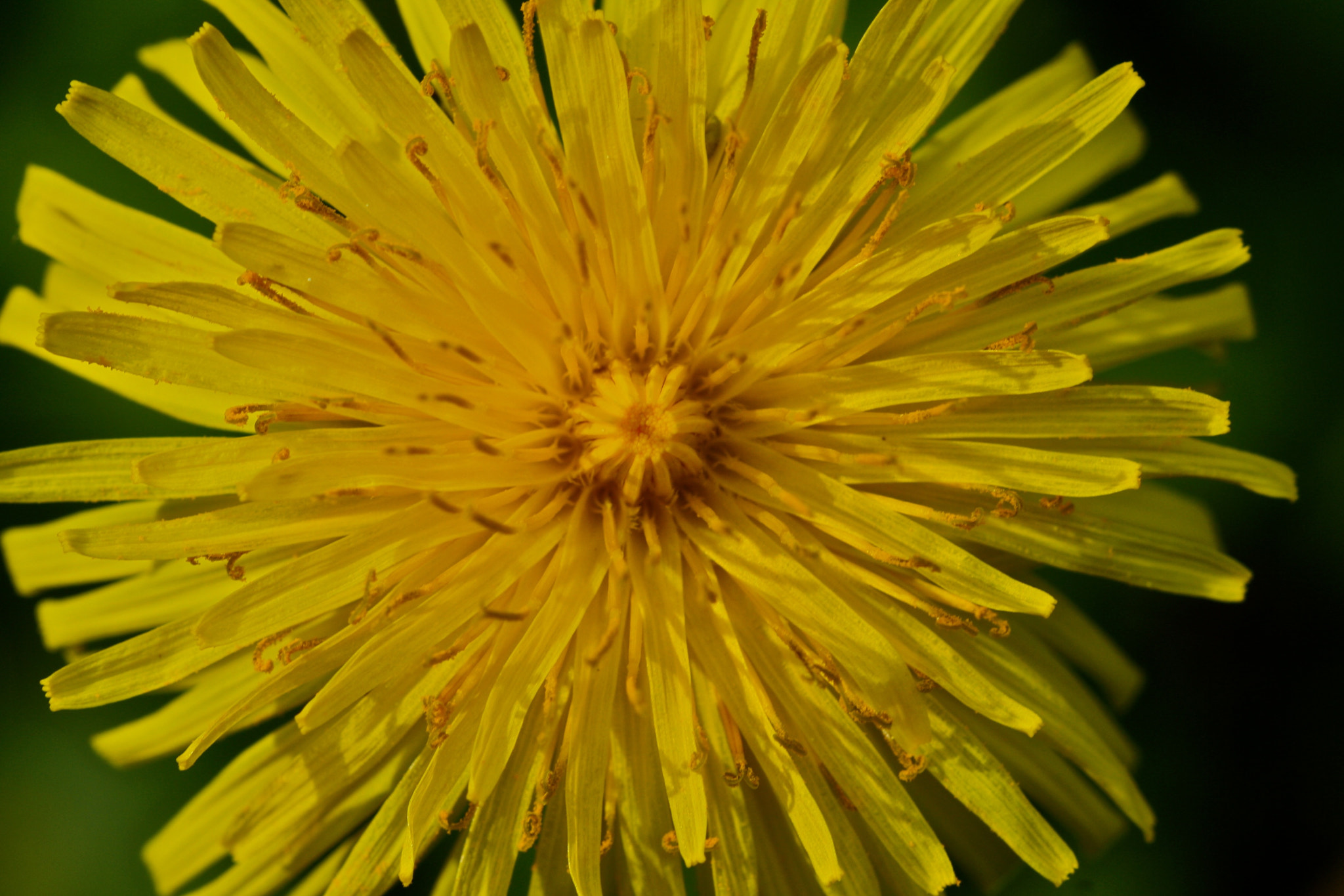 Sigma 105mm F2.8 EX DG OS HSM sample photo. Weißensee - auferstehungskirchhof photography
