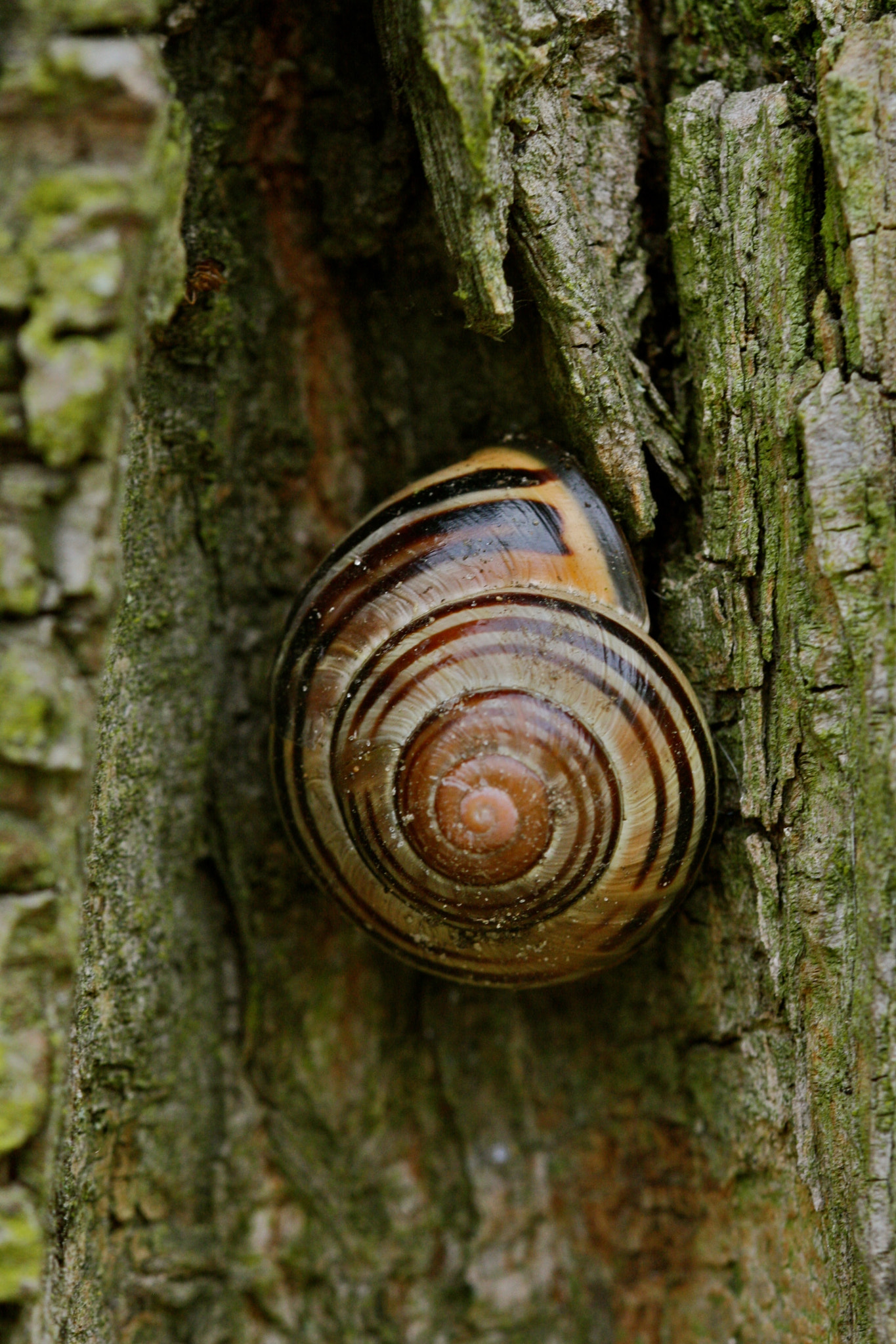 Sigma 105mm F2.8 EX DG OS HSM sample photo. Weißensee - auferstehungskirchhof photography