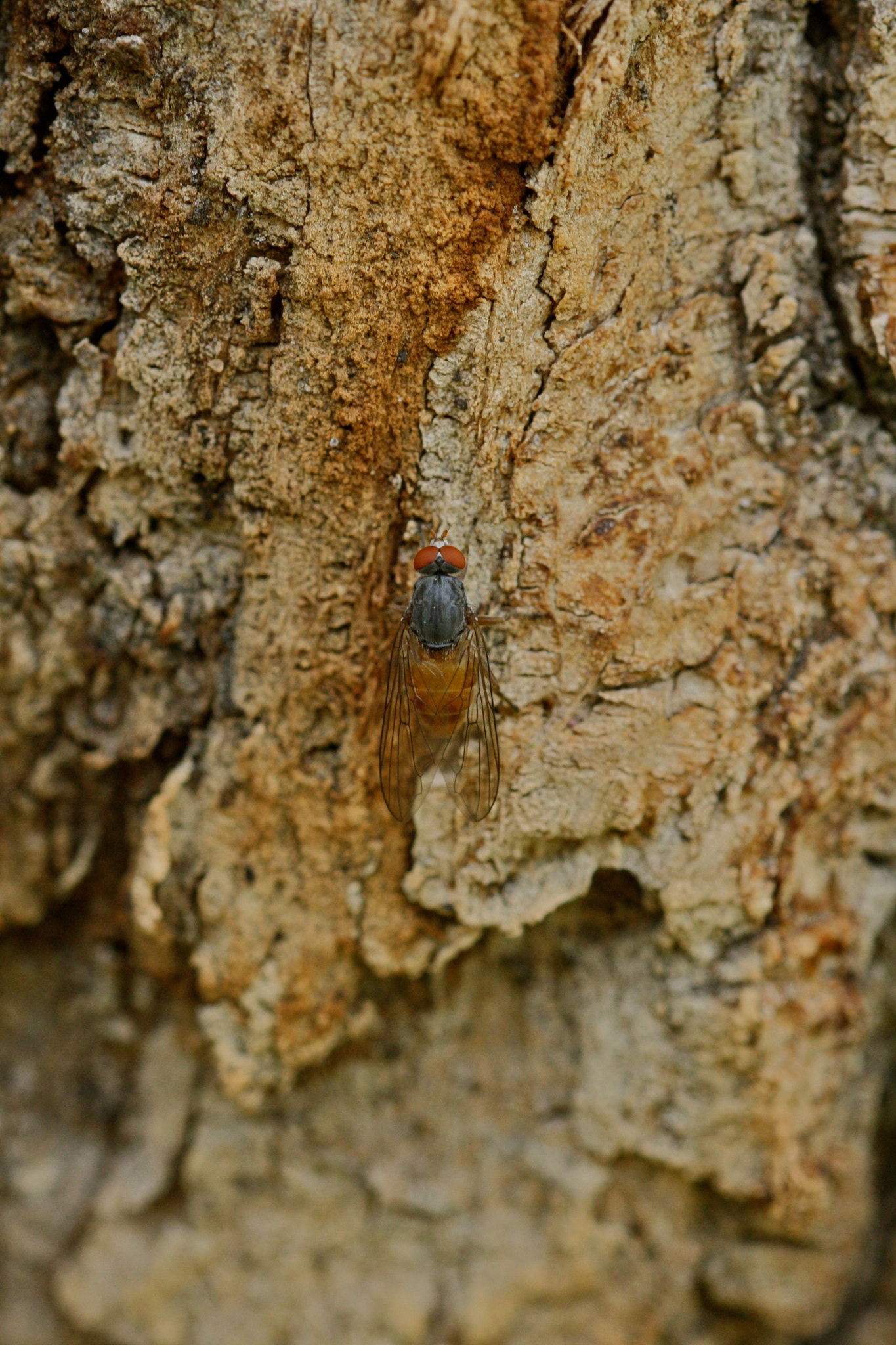 Sigma 105mm F2.8 EX DG OS HSM sample photo. Weißensee - auferstehungskirchhof photography