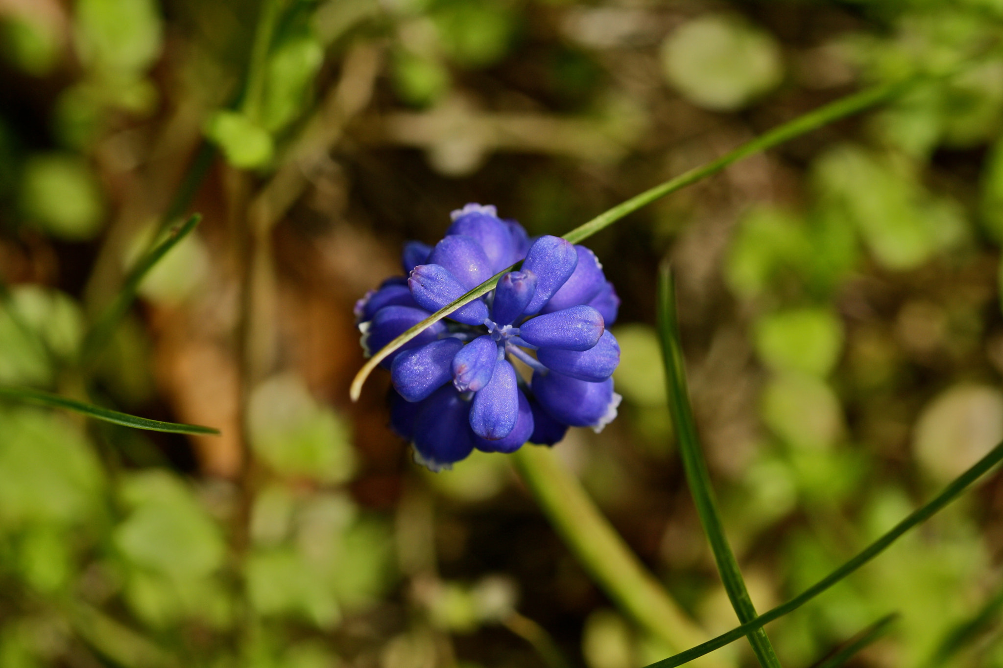 Sigma 105mm F2.8 EX DG OS HSM sample photo. Weißensee - auferstehungskirchhof photography