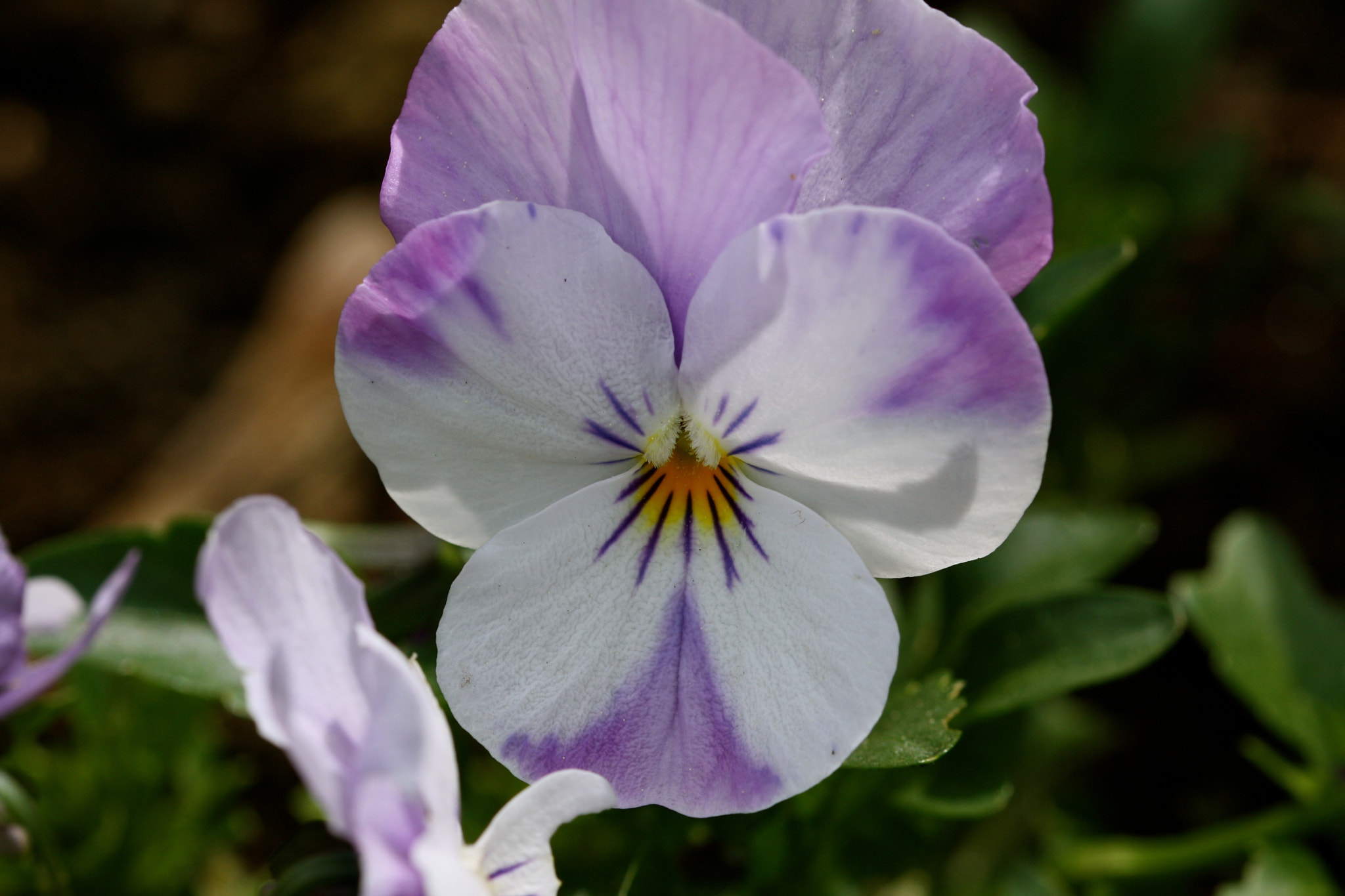 Sigma 105mm F2.8 EX DG OS HSM sample photo. Weißensee - auferstehungskirchhof photography