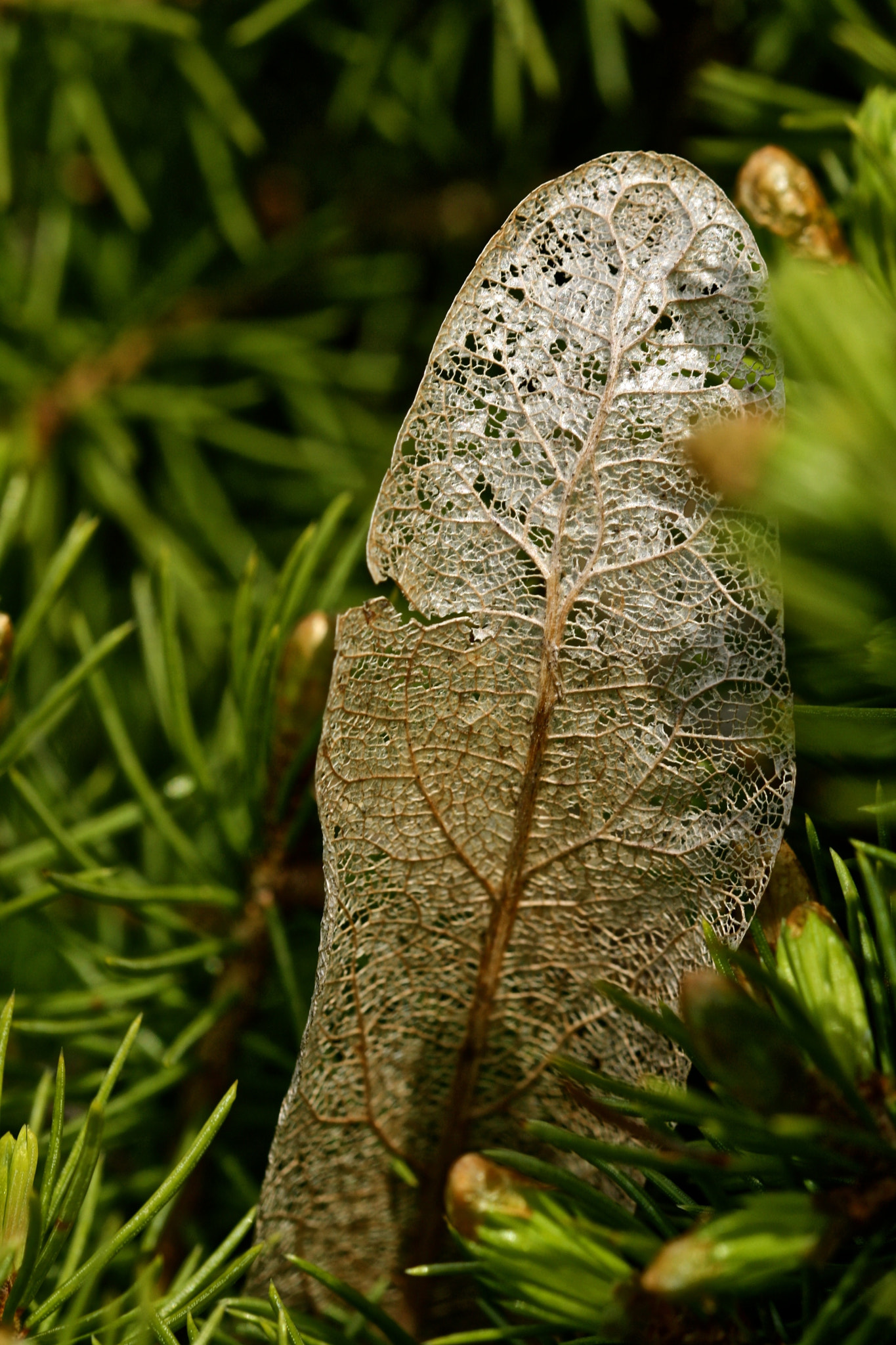 Sigma 105mm F2.8 EX DG OS HSM sample photo. Weißensee - auferstehungskirchhof photography