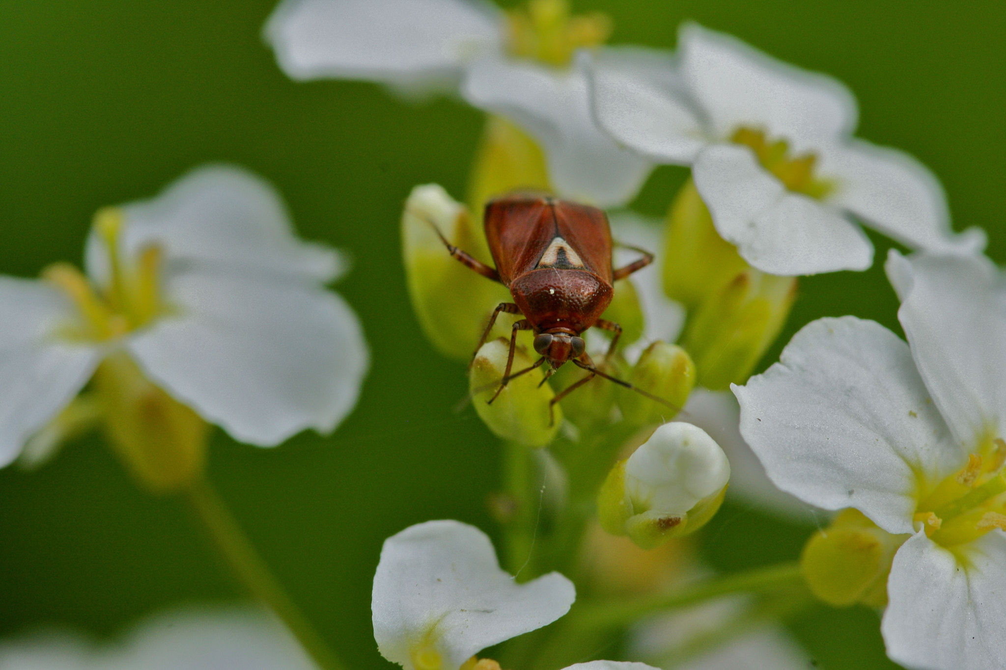 Sigma 105mm F2.8 EX DG OS HSM sample photo. Weißensee - auferstehungskirchhof photography