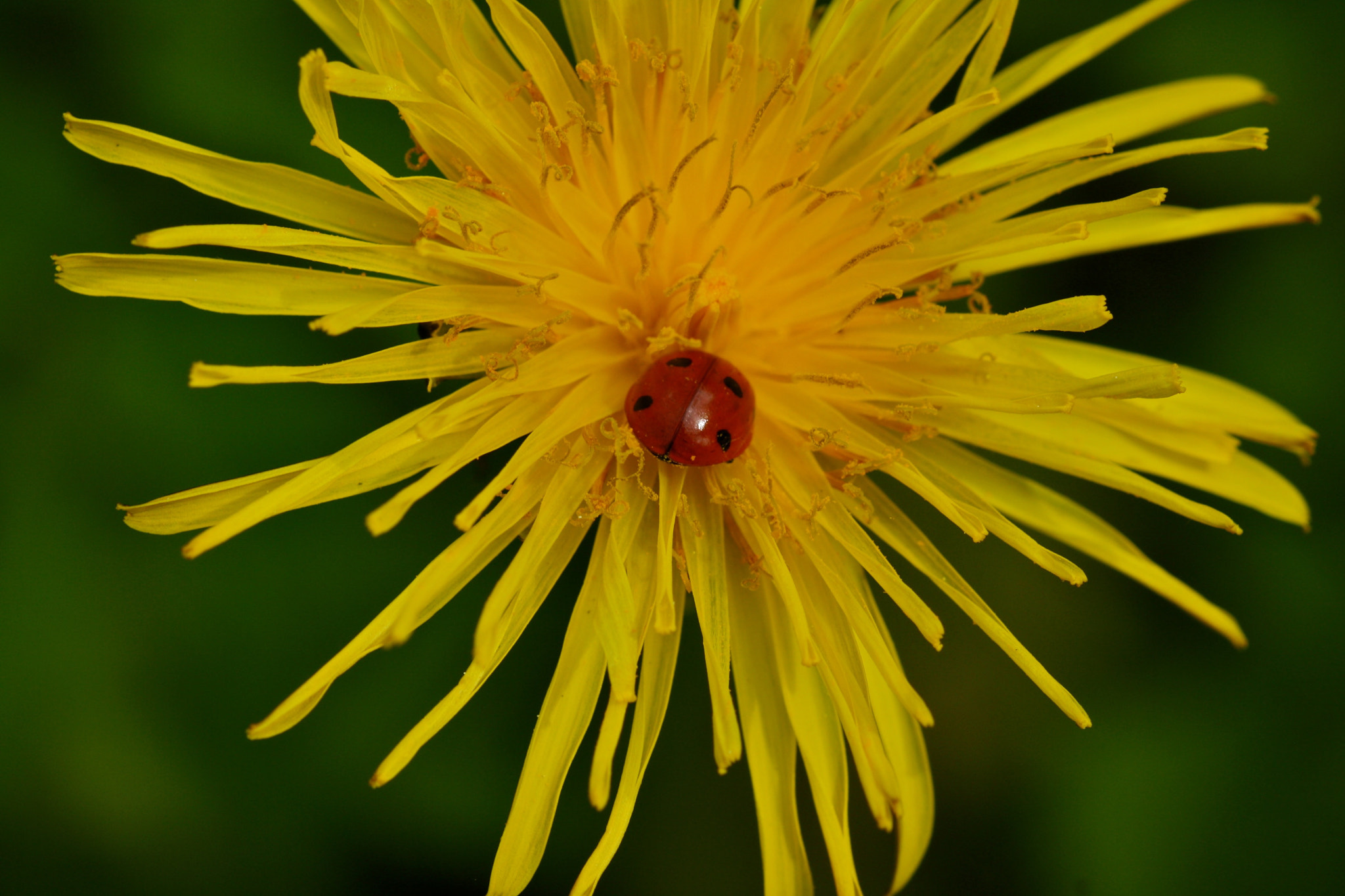 Sigma 105mm F2.8 EX DG OS HSM sample photo. Weißensee - auferstehungskirchhof photography